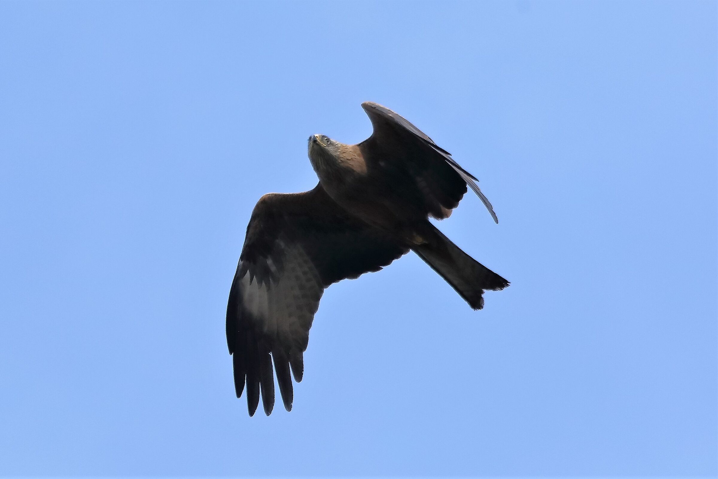 Nibbio bruno 06-04-2023