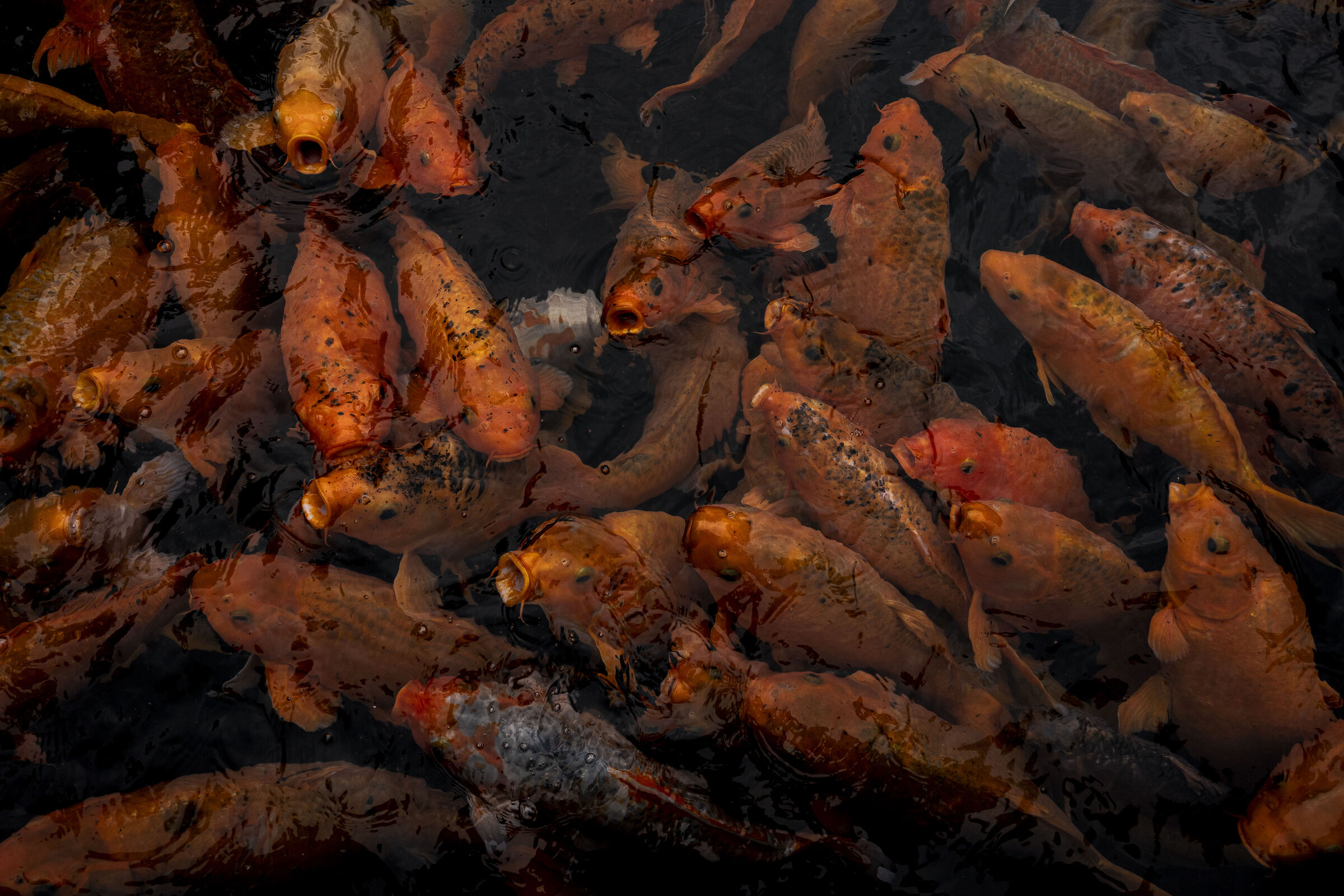 Hungry fish