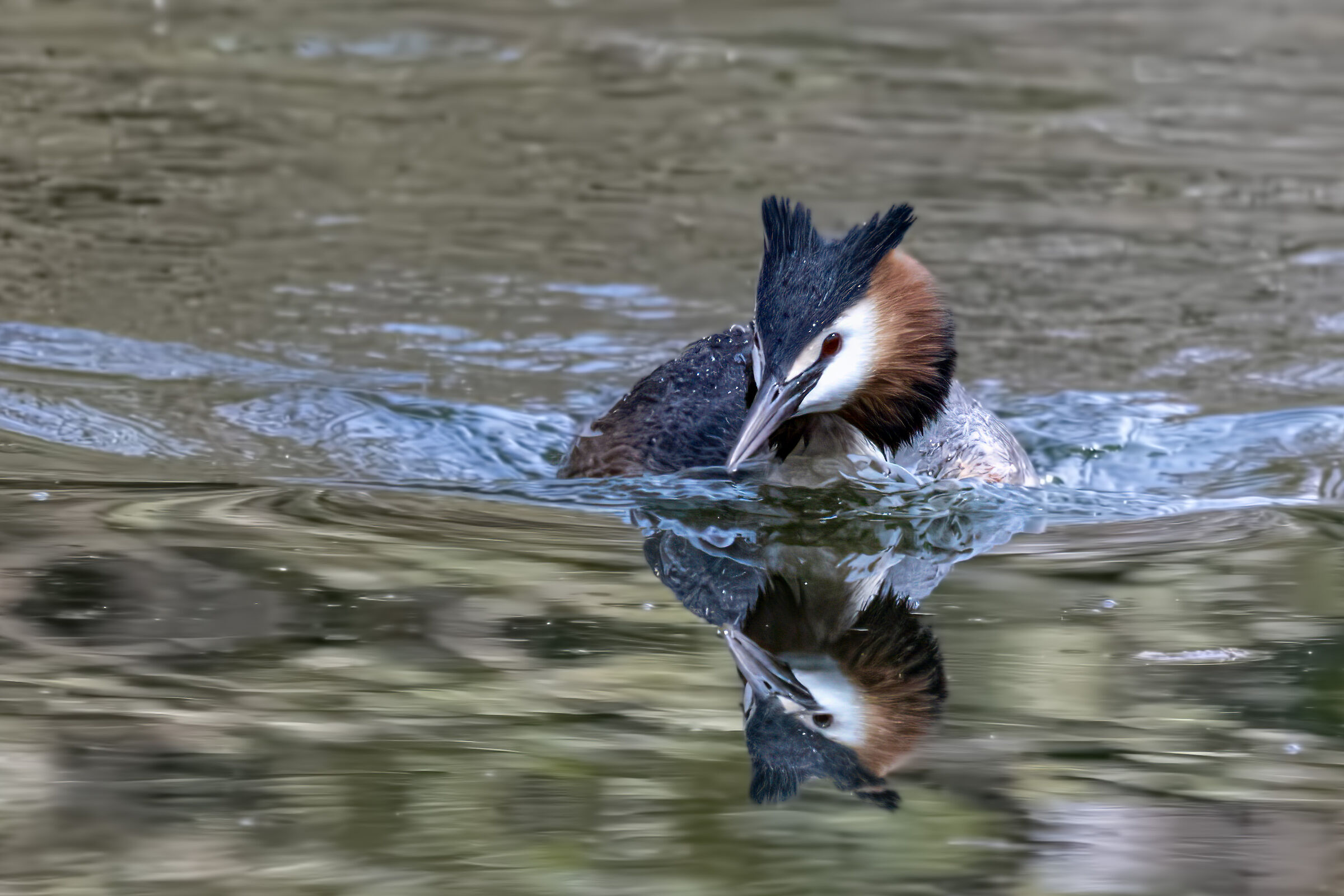 grebe