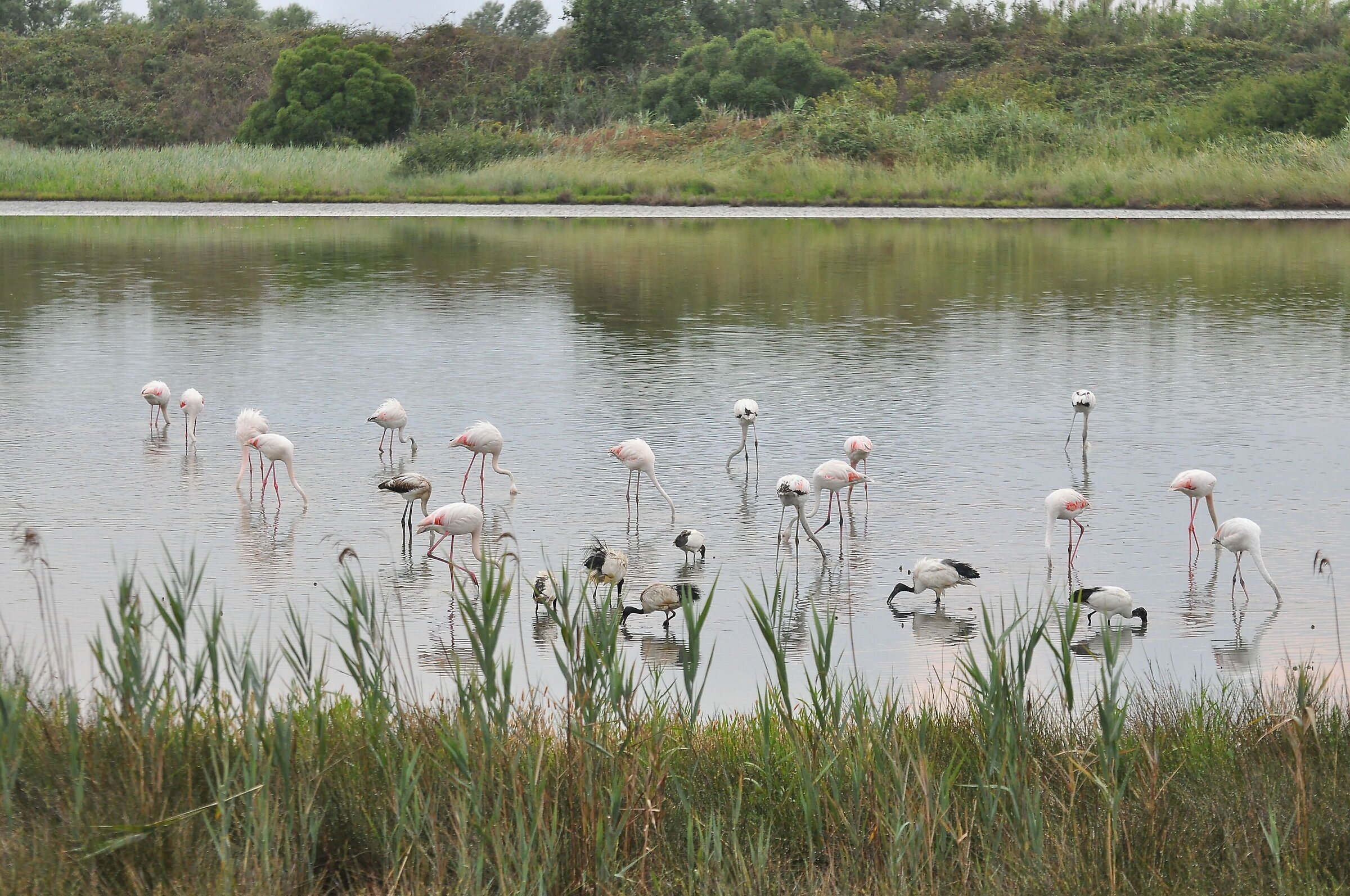Dinner together "at the pond"...