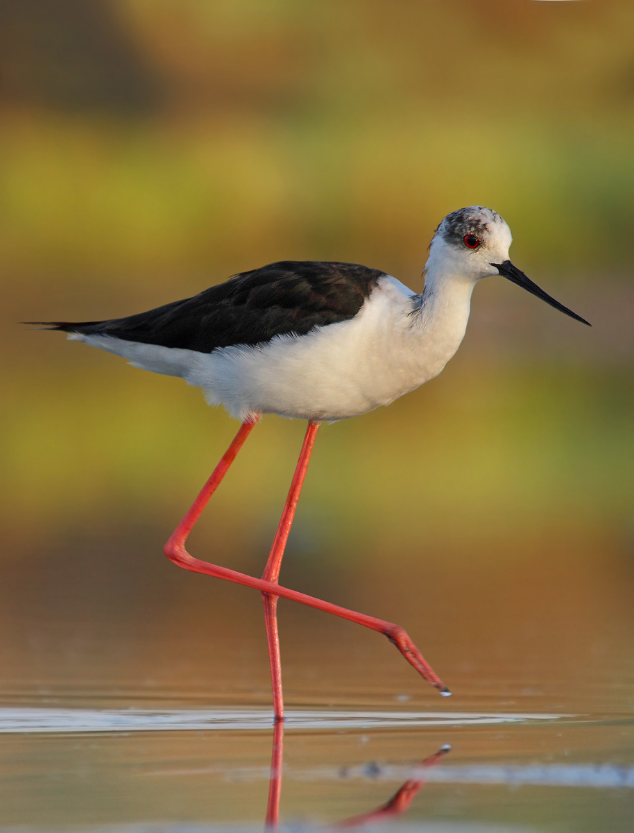 Knight of Italy - reintegration