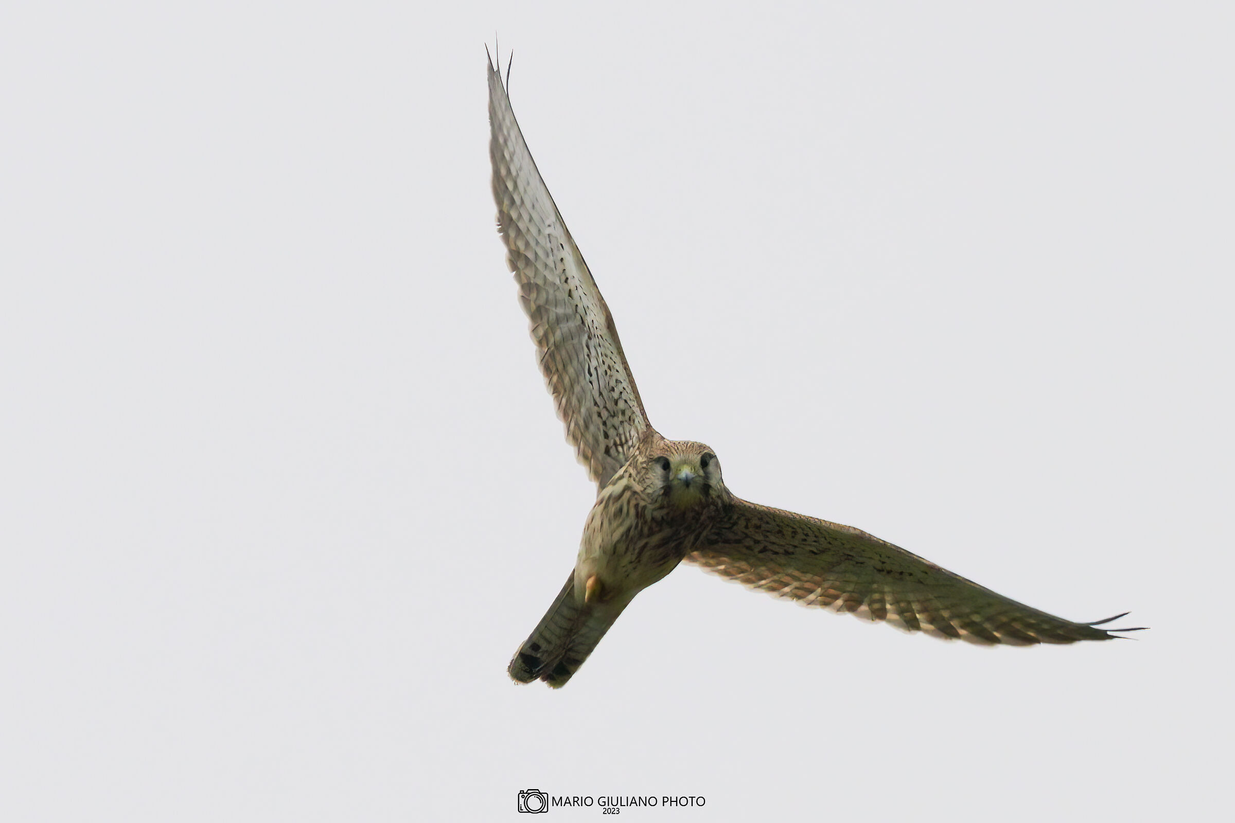 Kestrel