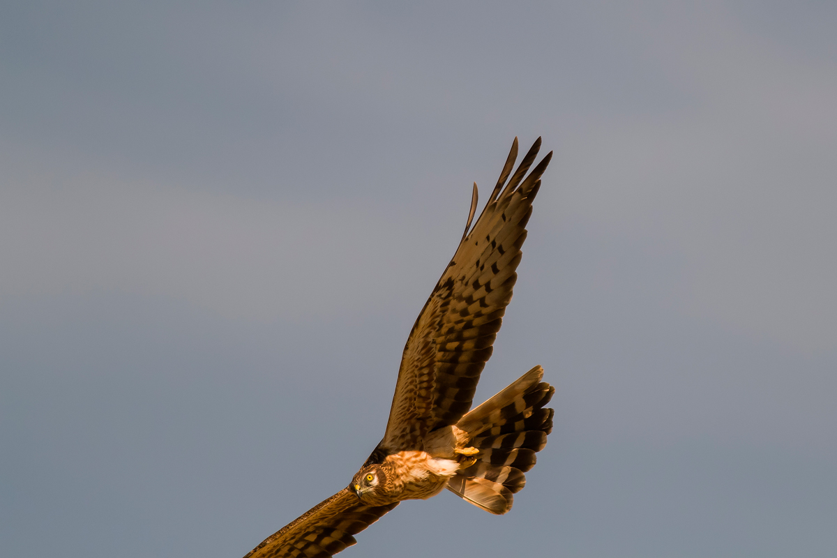 albanella minore femmina