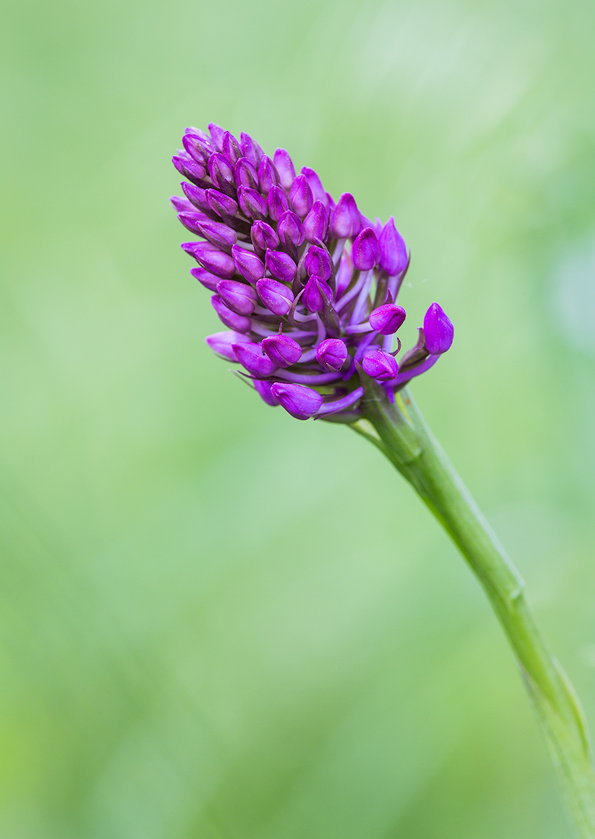 Anacamptis pyramidalis