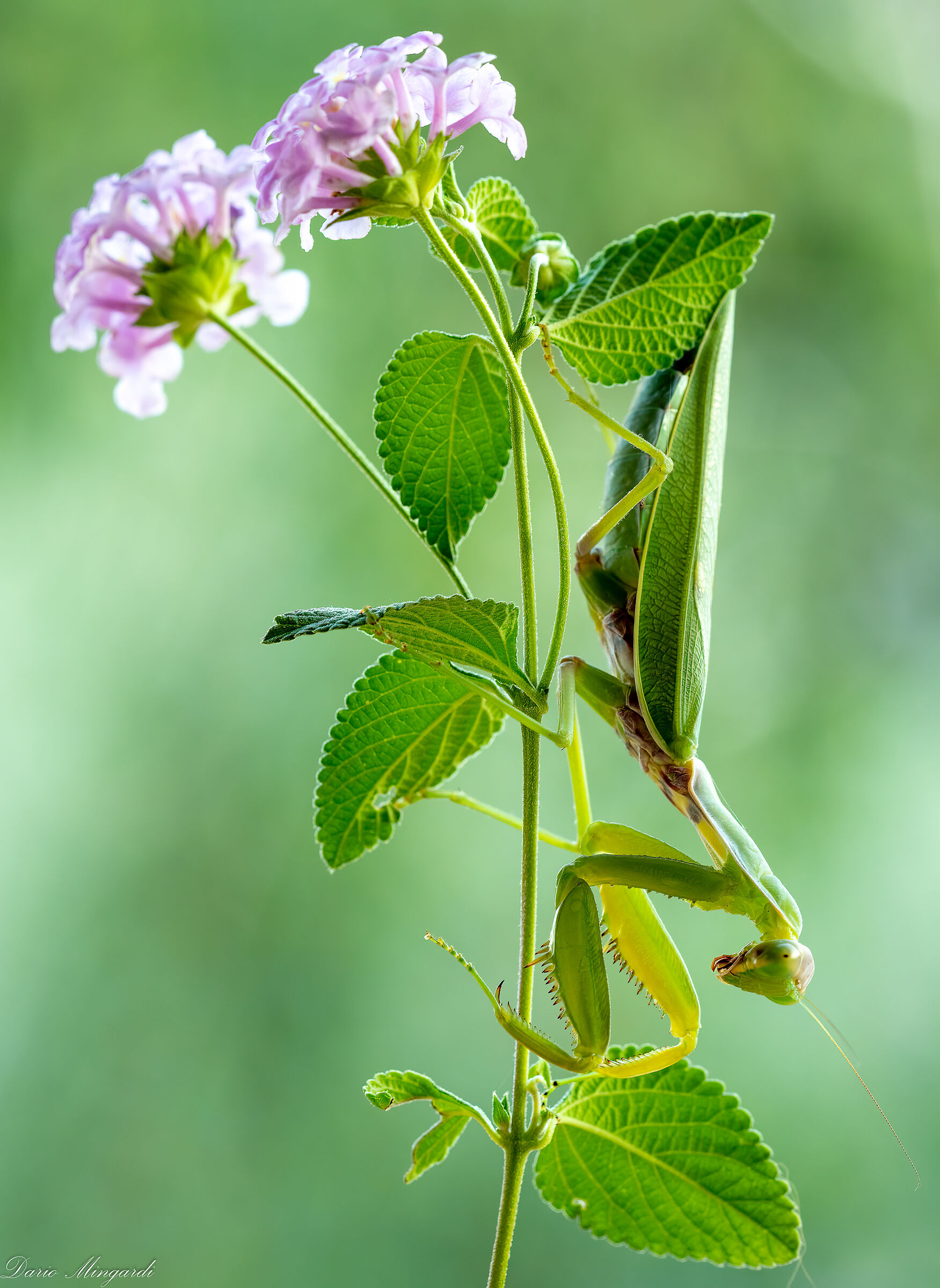 Mantide religiosa (Mantis religiosa)