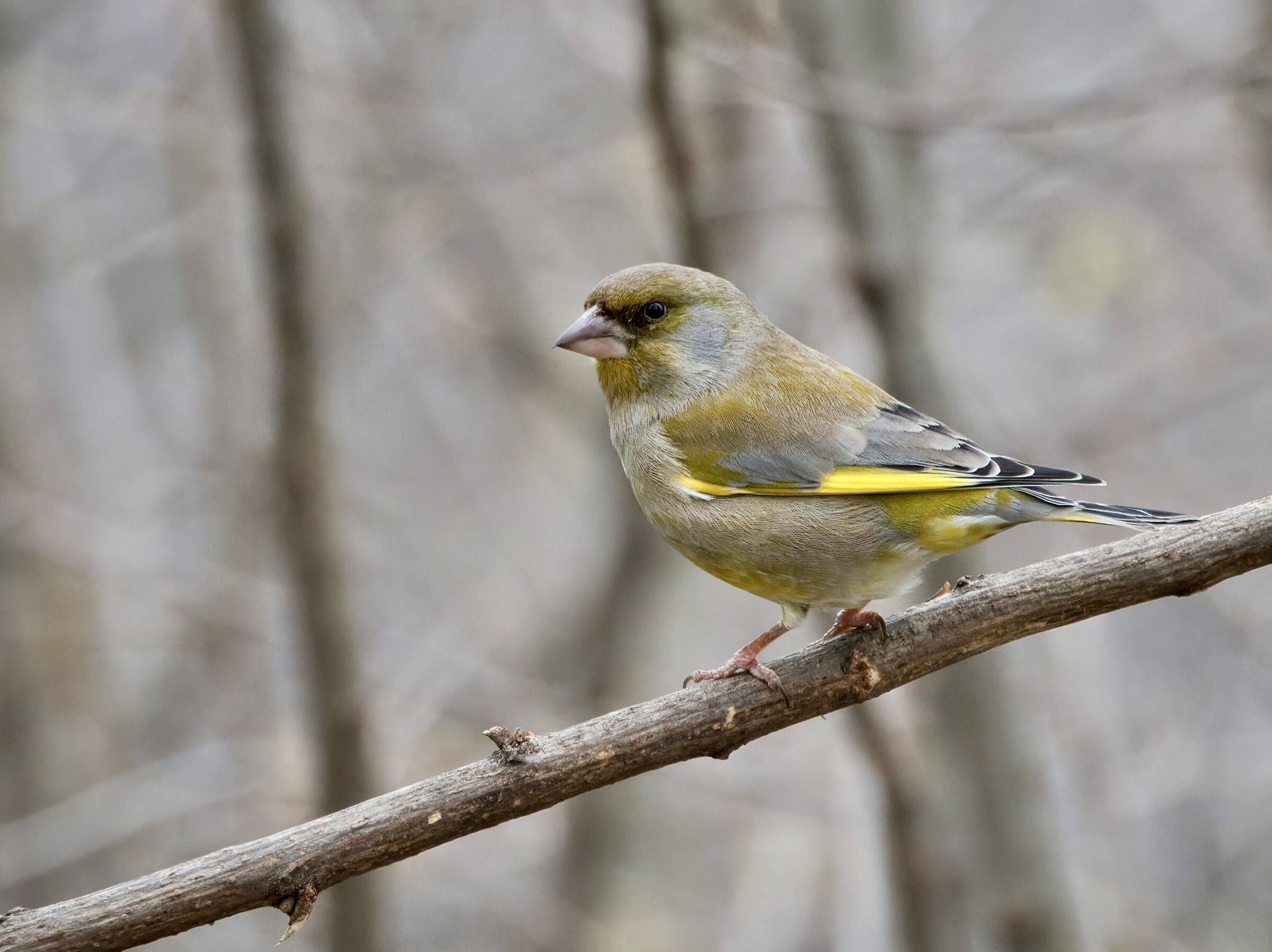 Greenfinch (m)