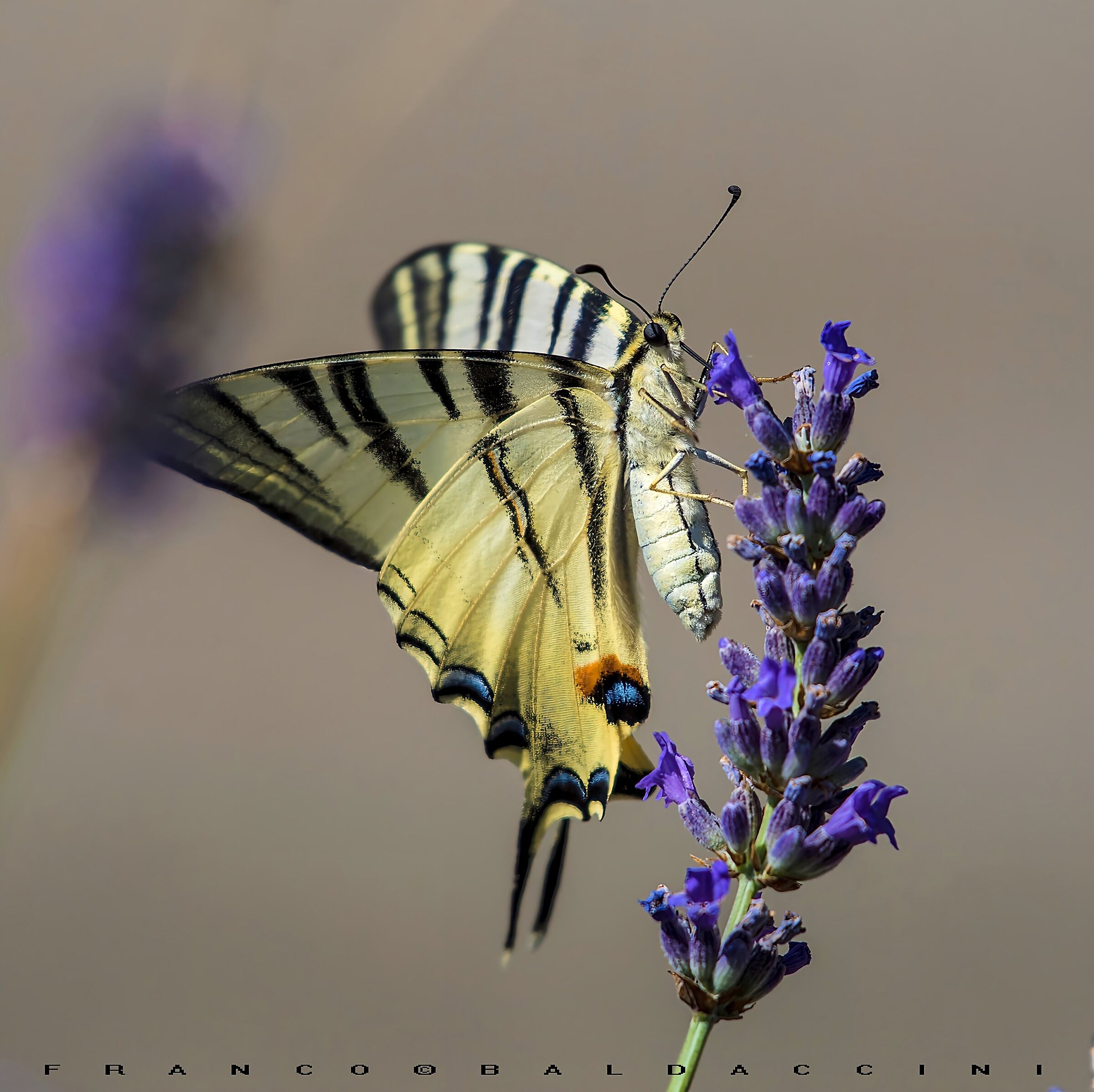 Scarce swallowtail.