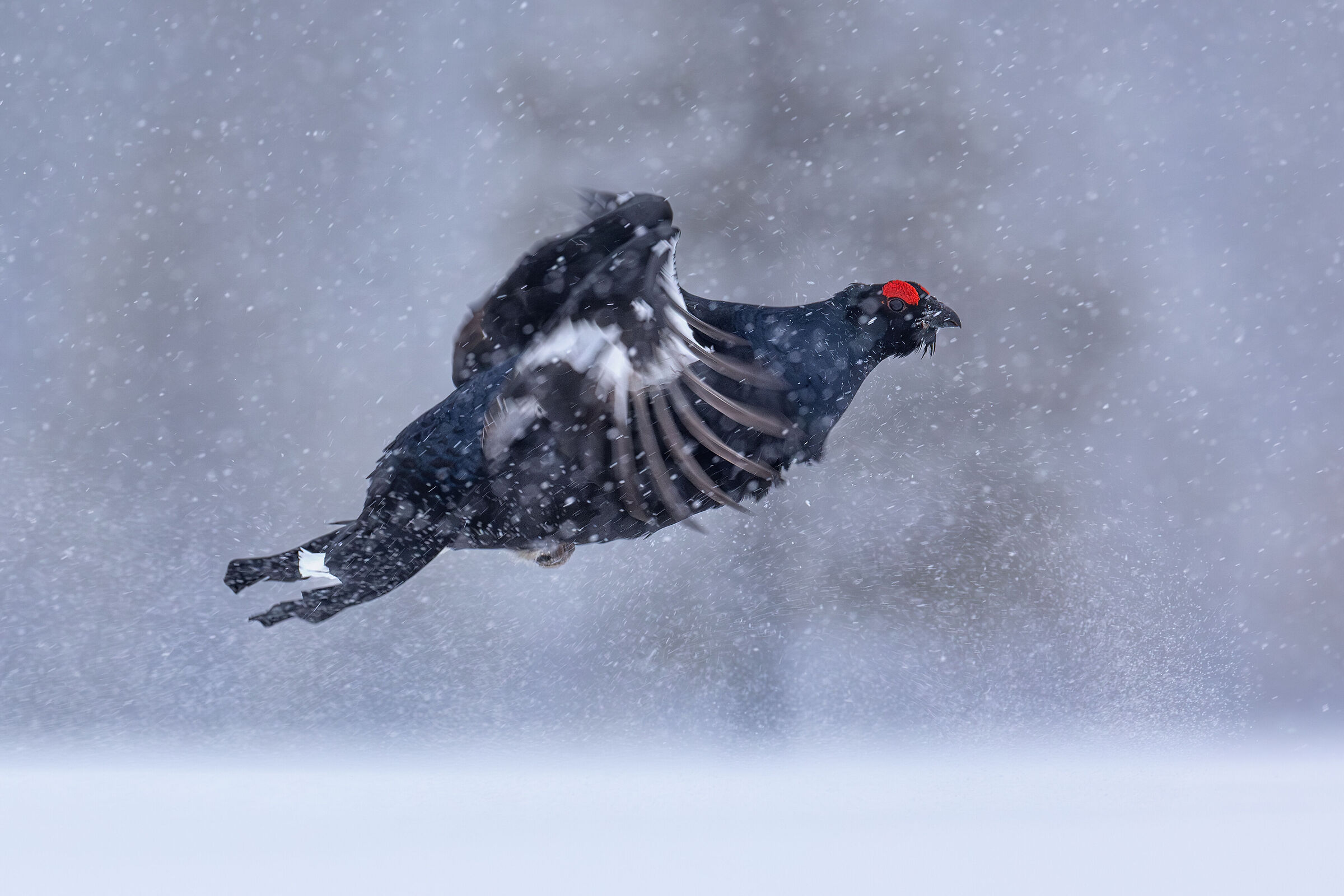 Flight in the winter storm
