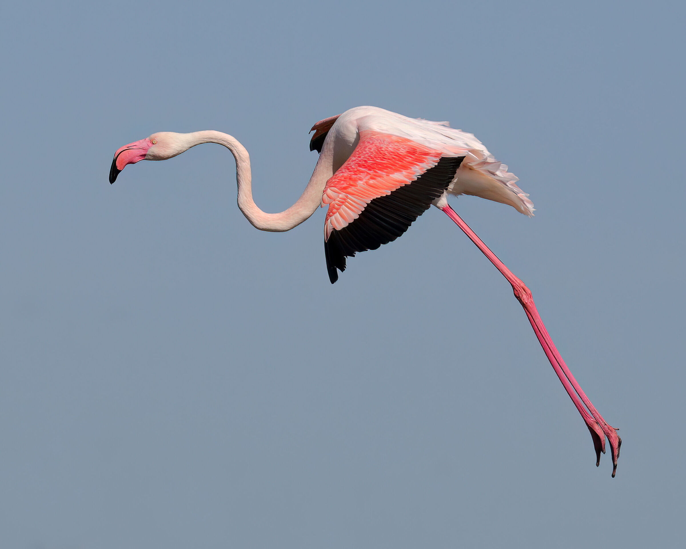 Pink flamingo