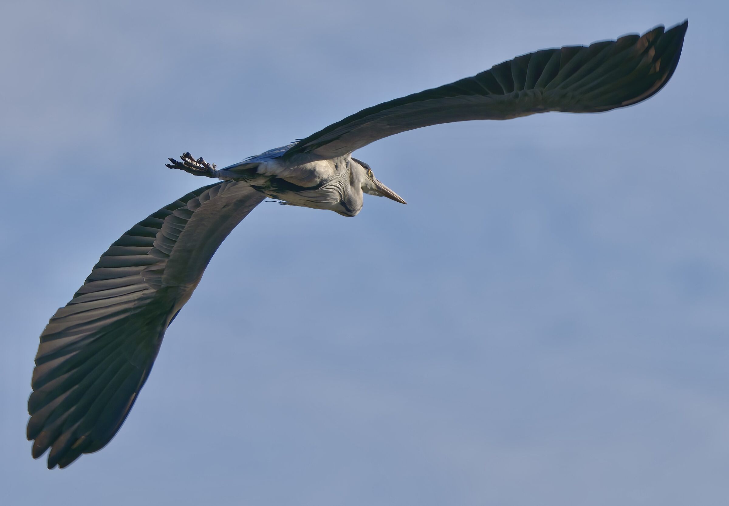 The wings of the gray