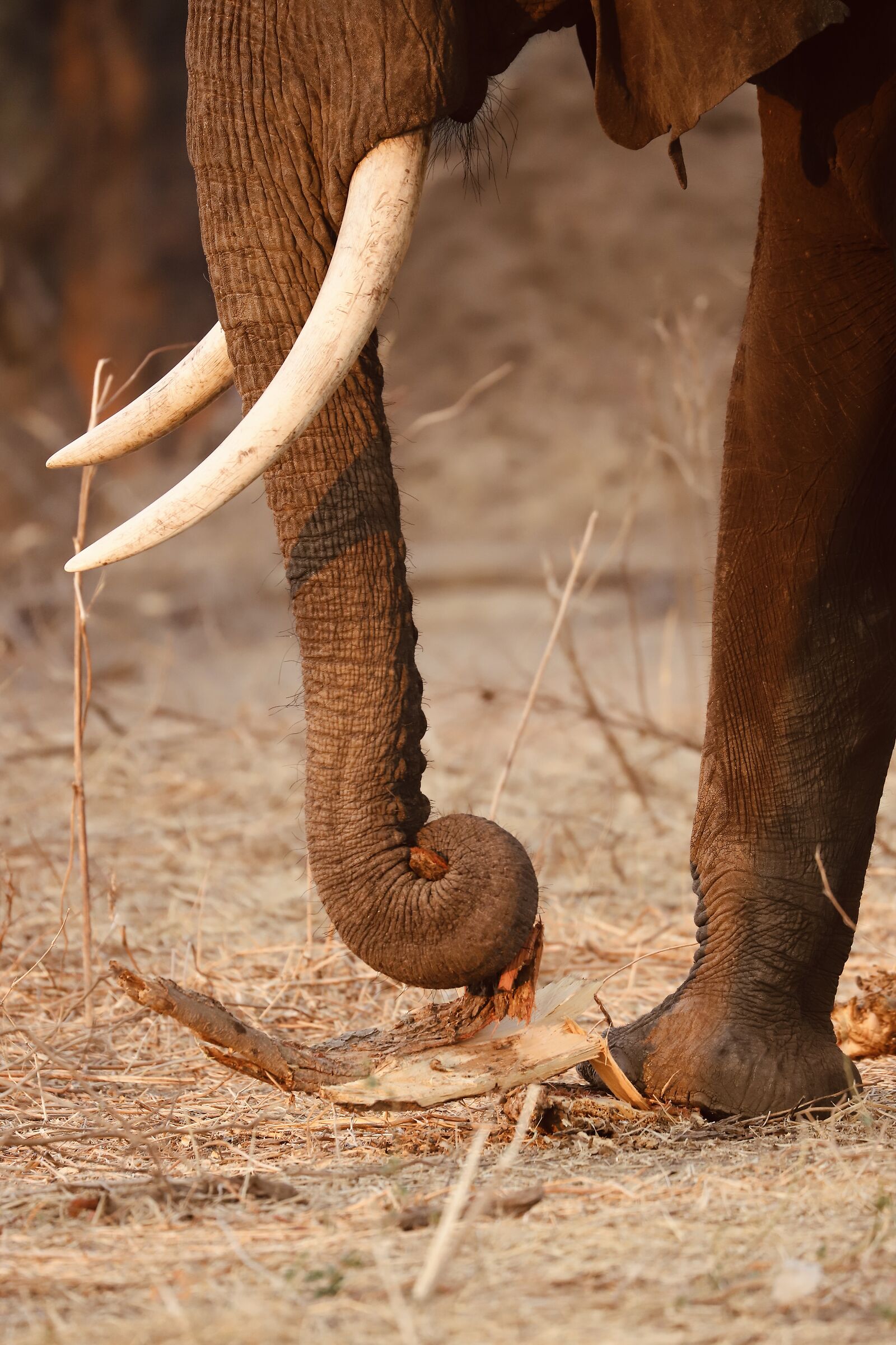The strength of the proboscis