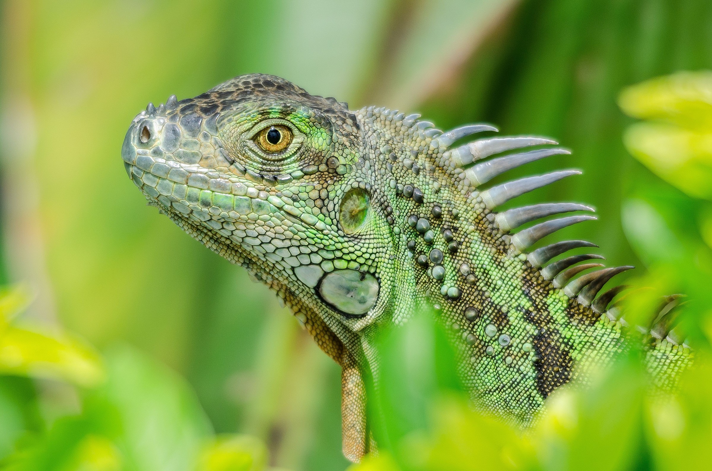 iguane