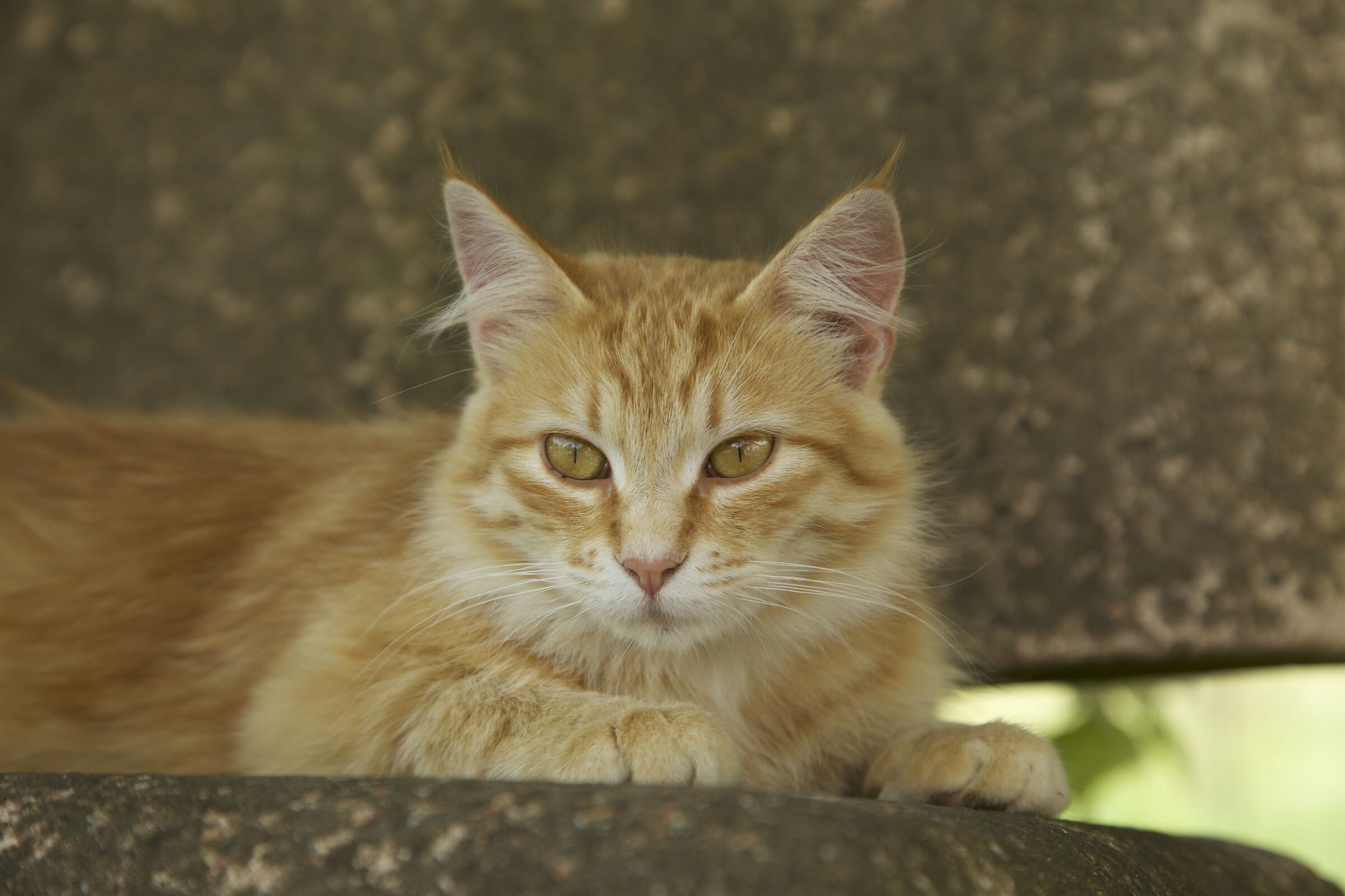 My red cat posing.