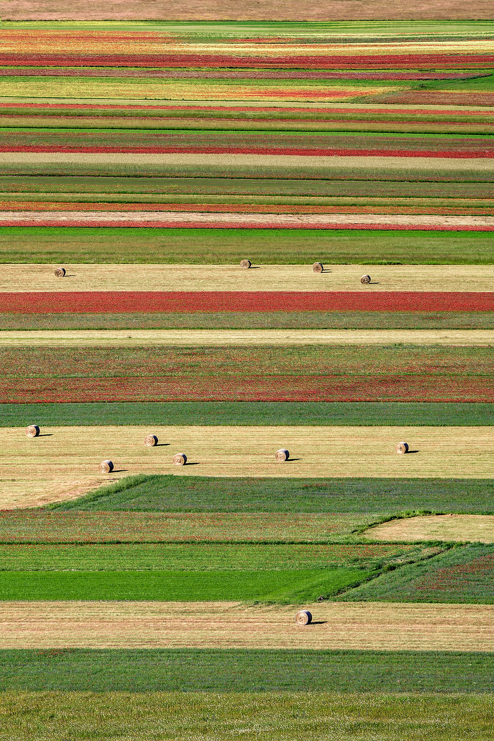 Castelluccio di Norcia, fioritura 2023