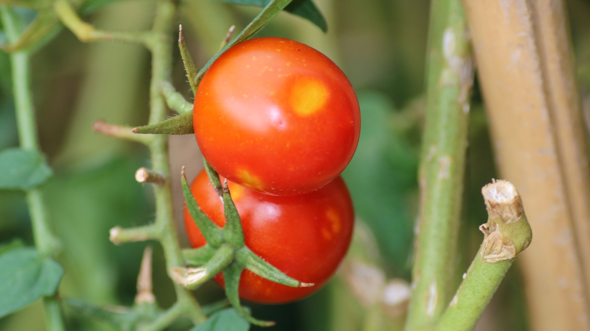 Cherry tomatoes