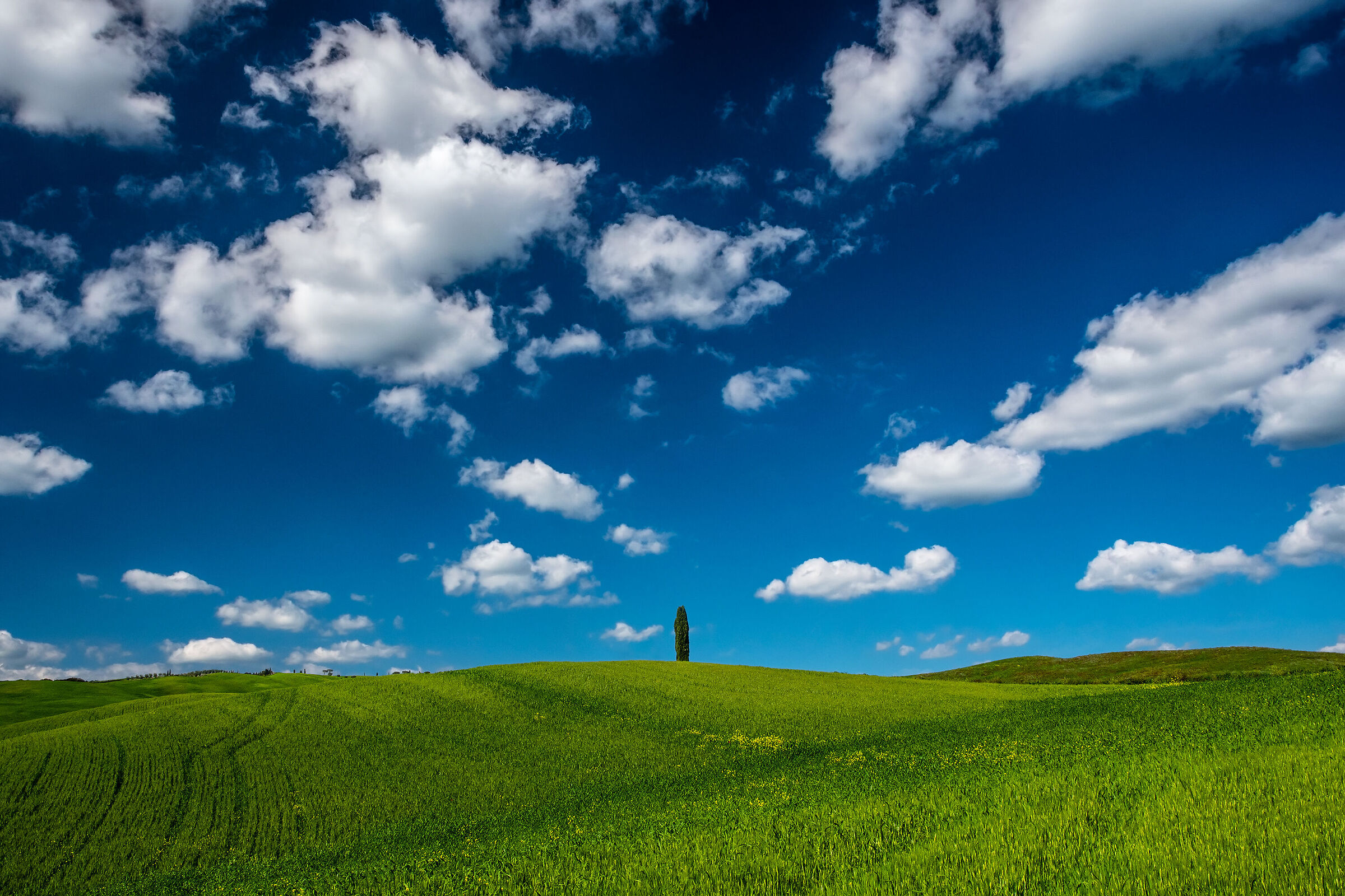 Cypress of Val d'Orcia