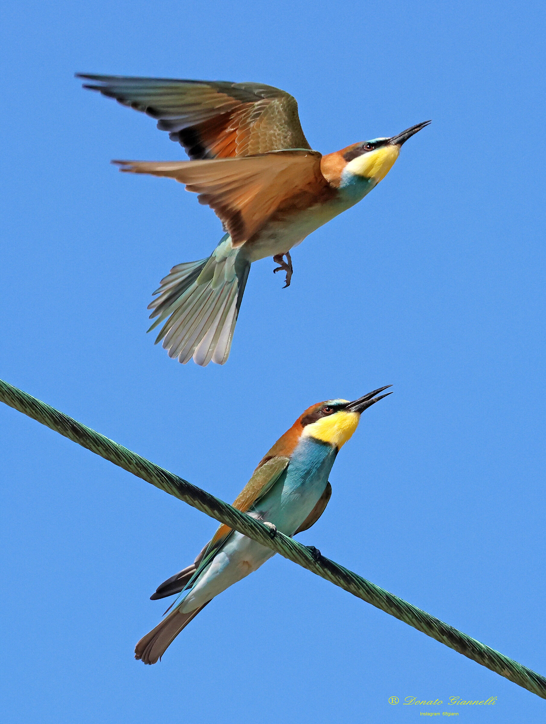 Bee-eaters