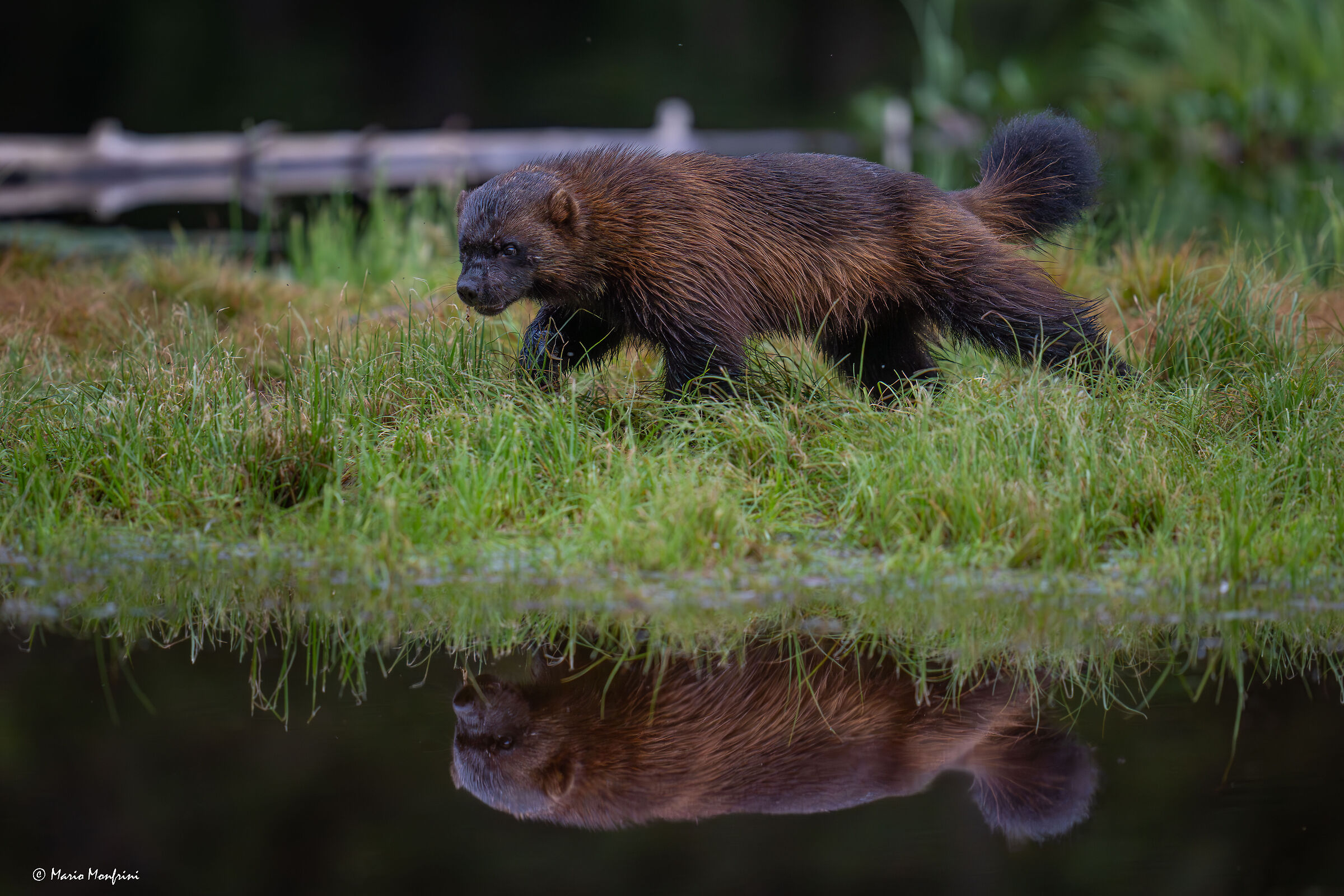 Gluttony and reflection