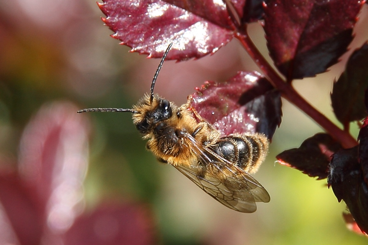 Bee