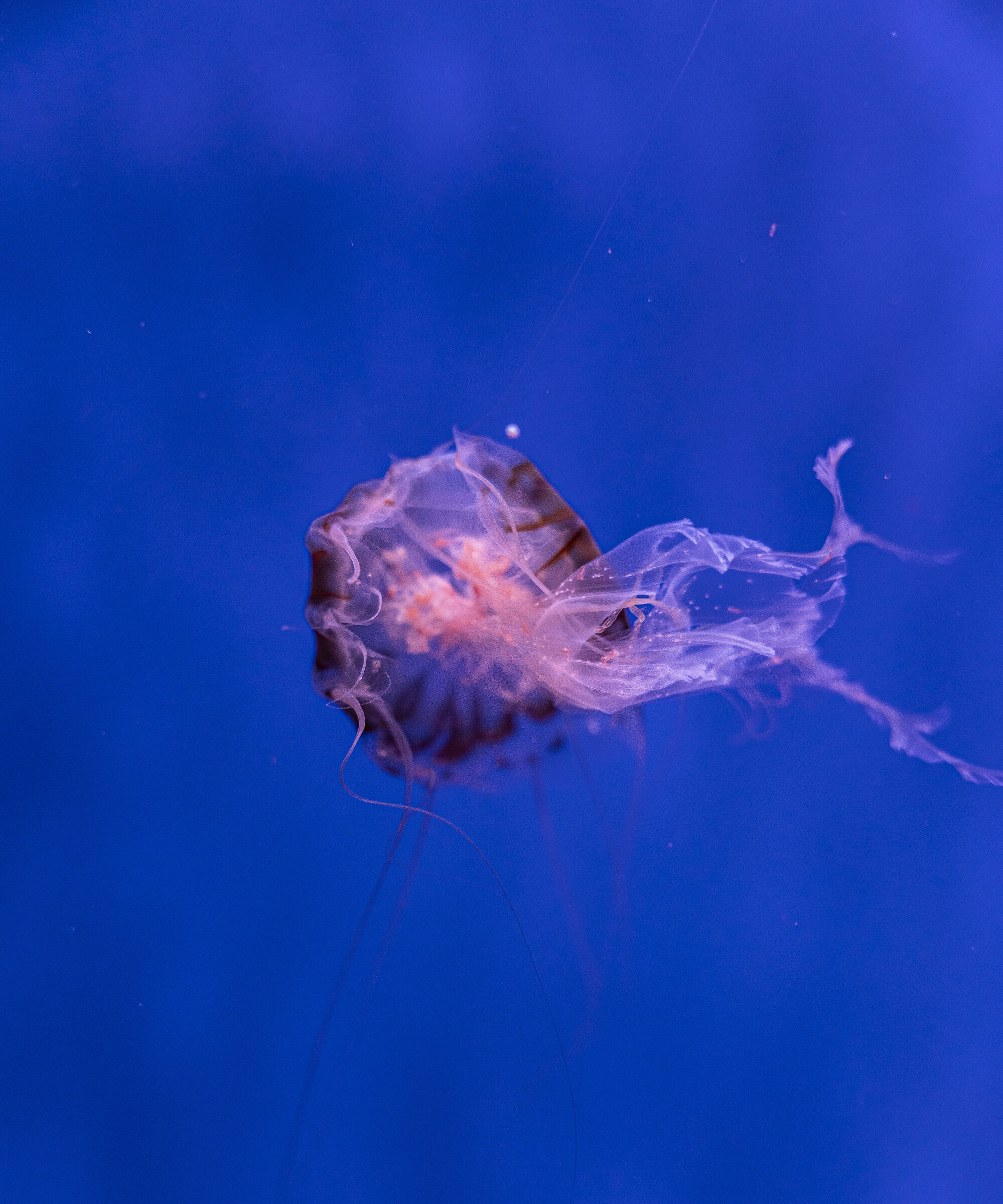 MedusaFilm