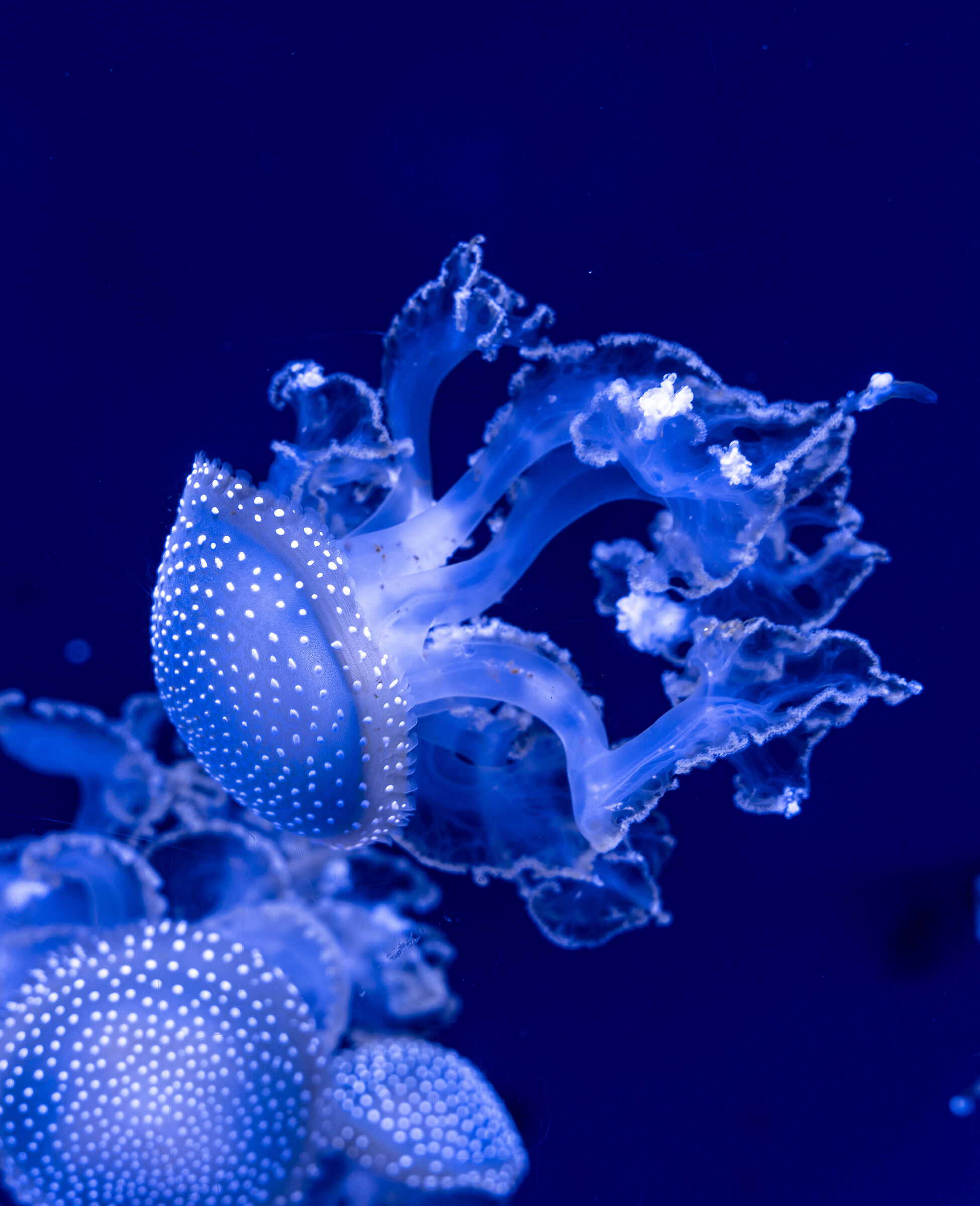 MedusaFilm