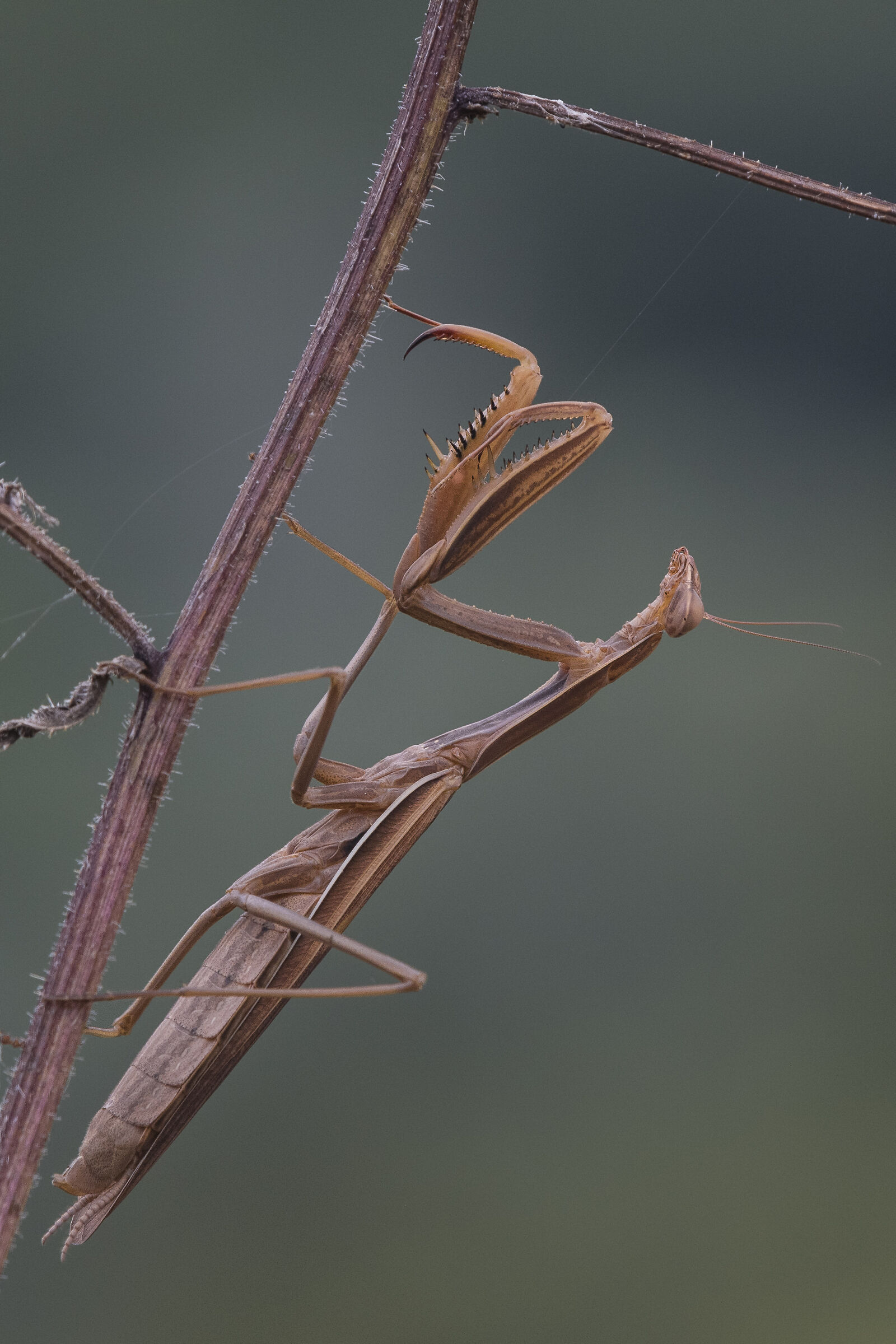 Mantis (Mantis religiosa)