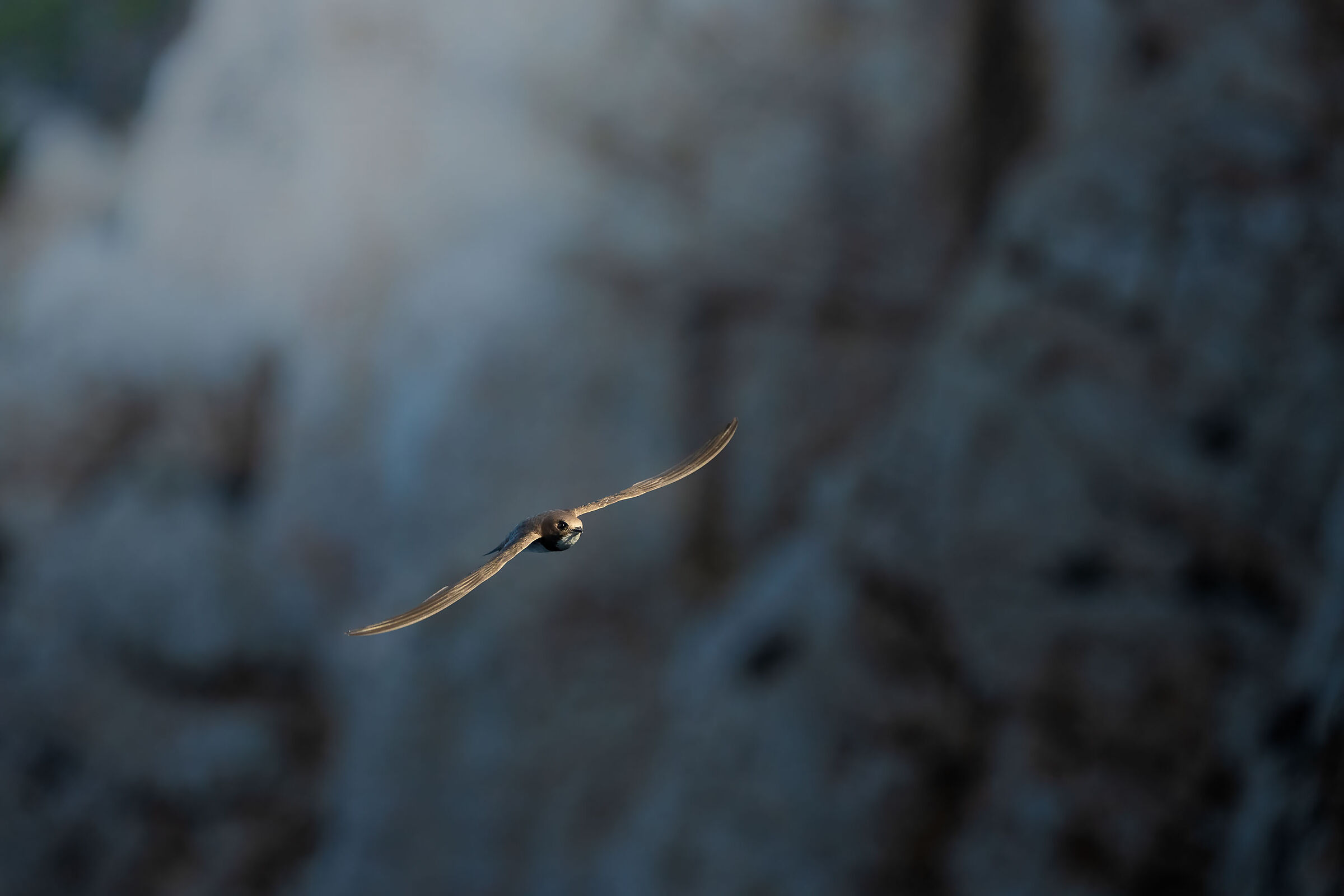 Alpine swift