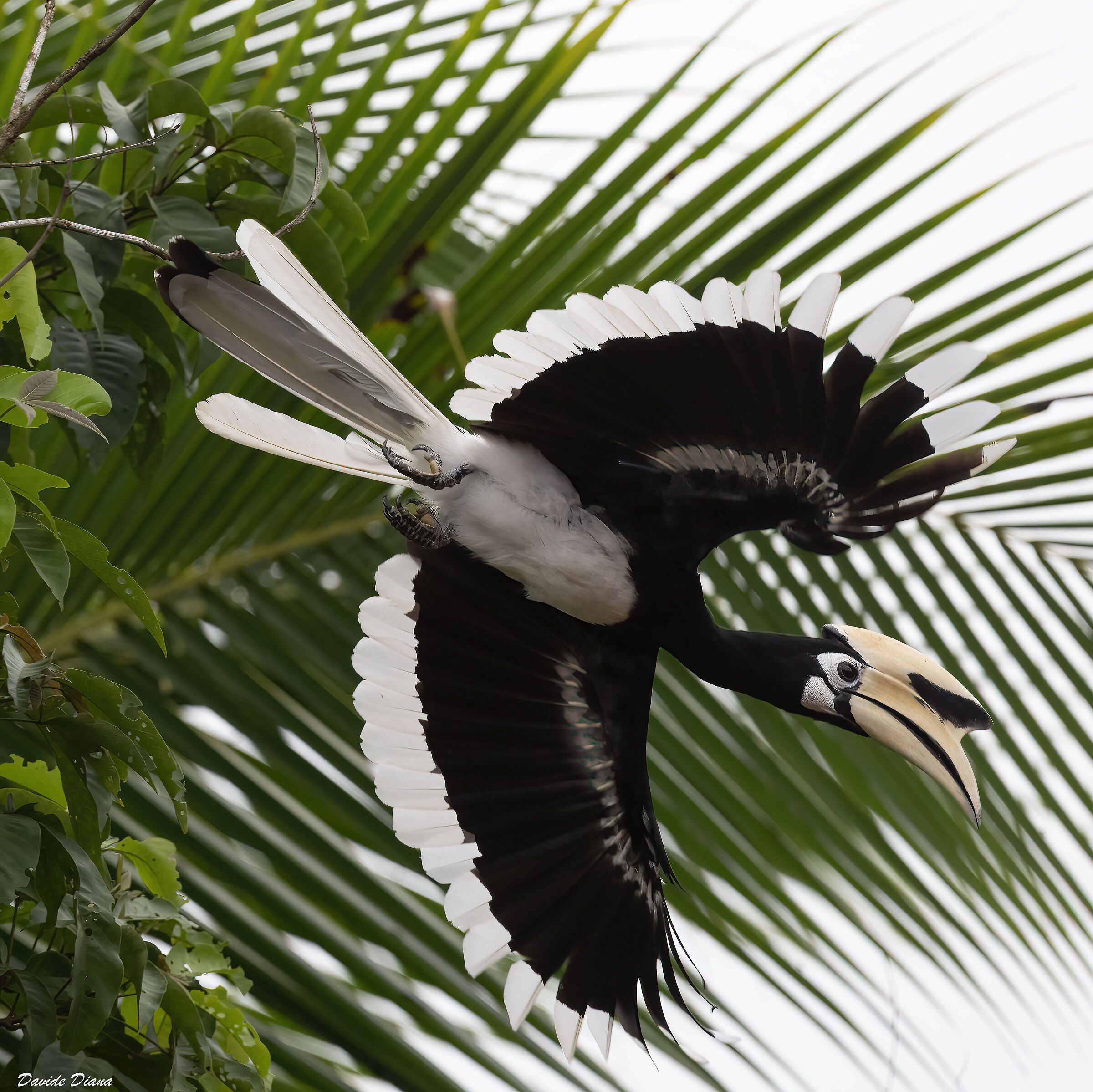 Black-and-white hornbill