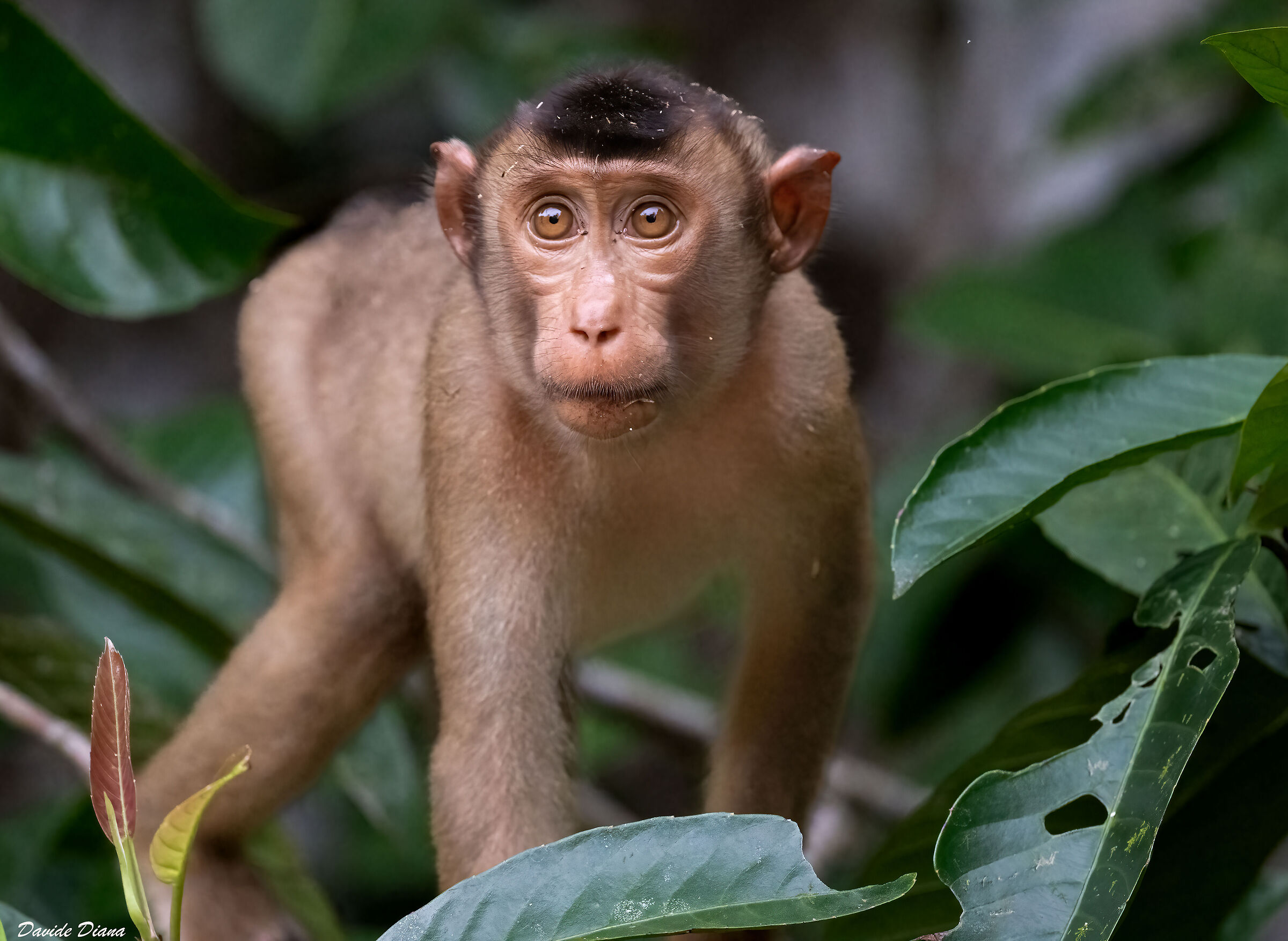 Macaque