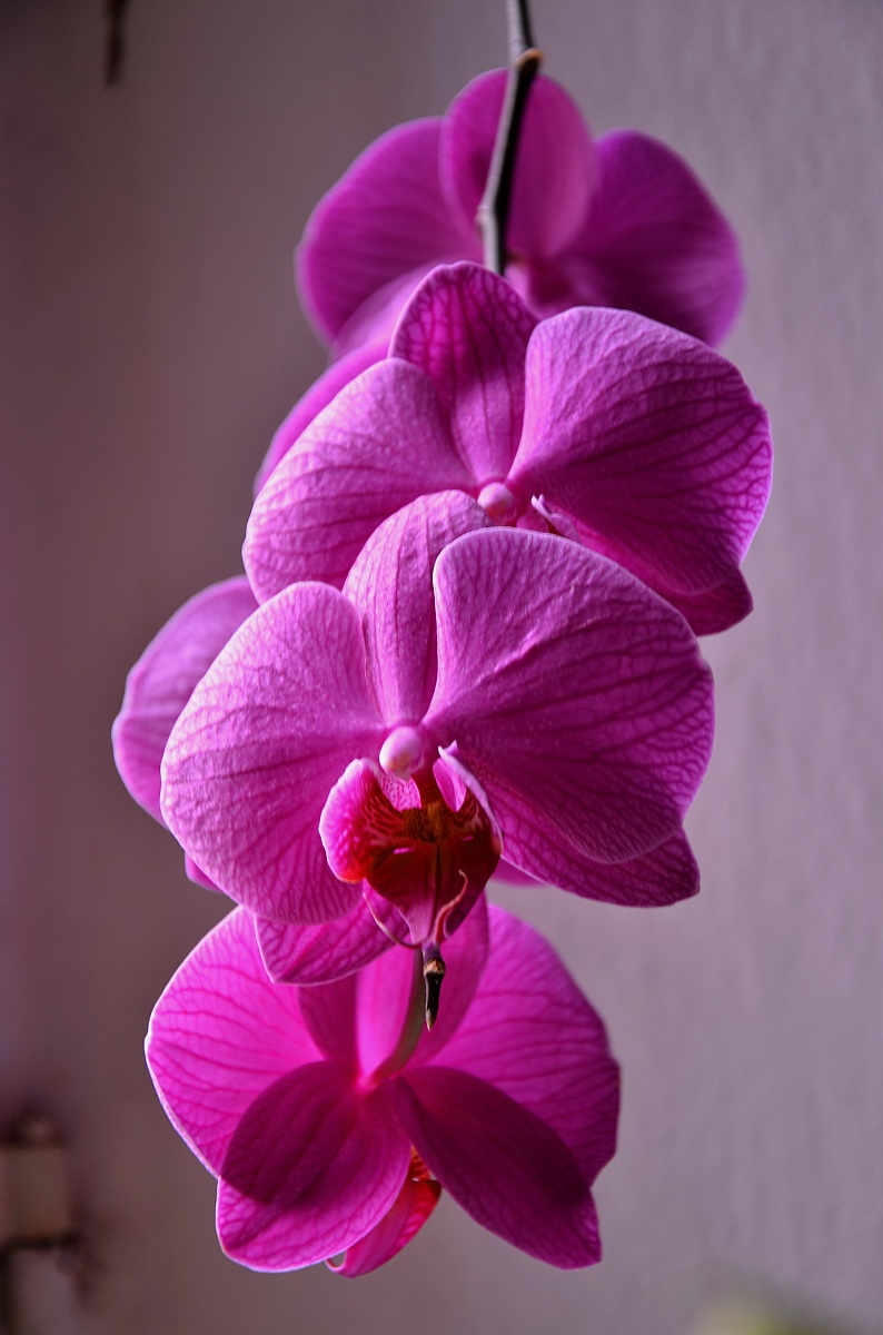 Orchid