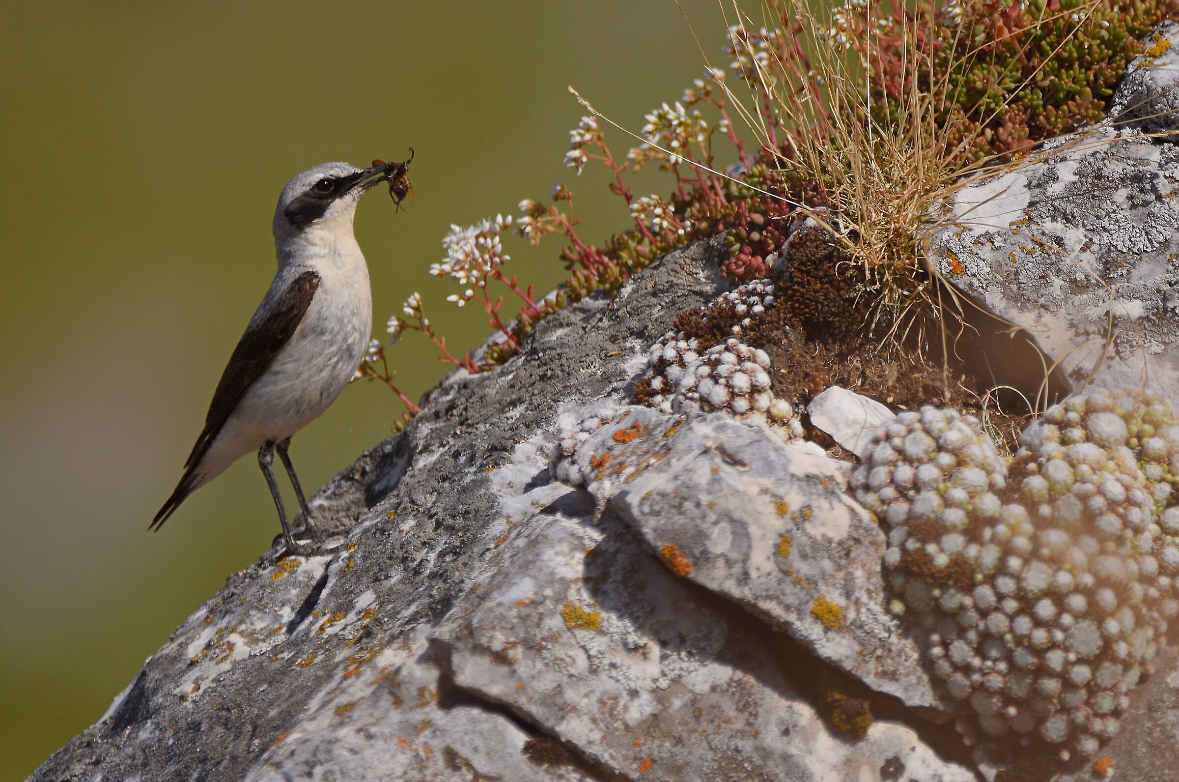 Culbianco (Oenanthe oenanthe)