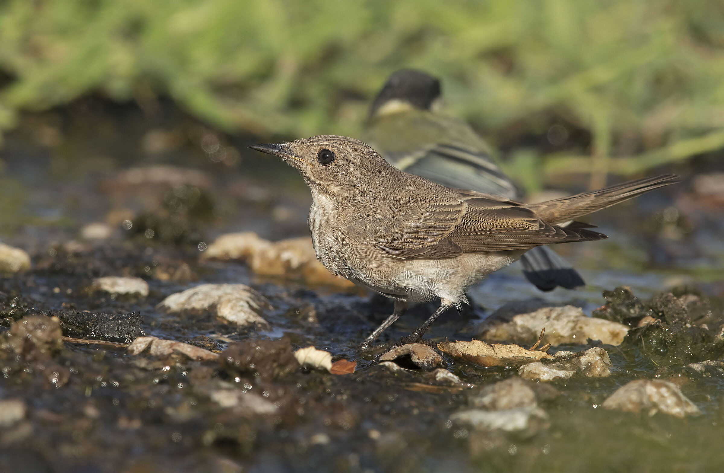 pigliamosche al bagnetto