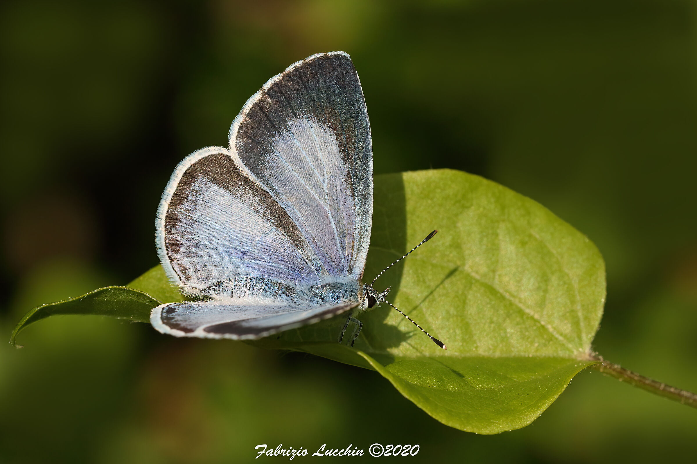 Celastrina argiolus (Esemplare femmina)