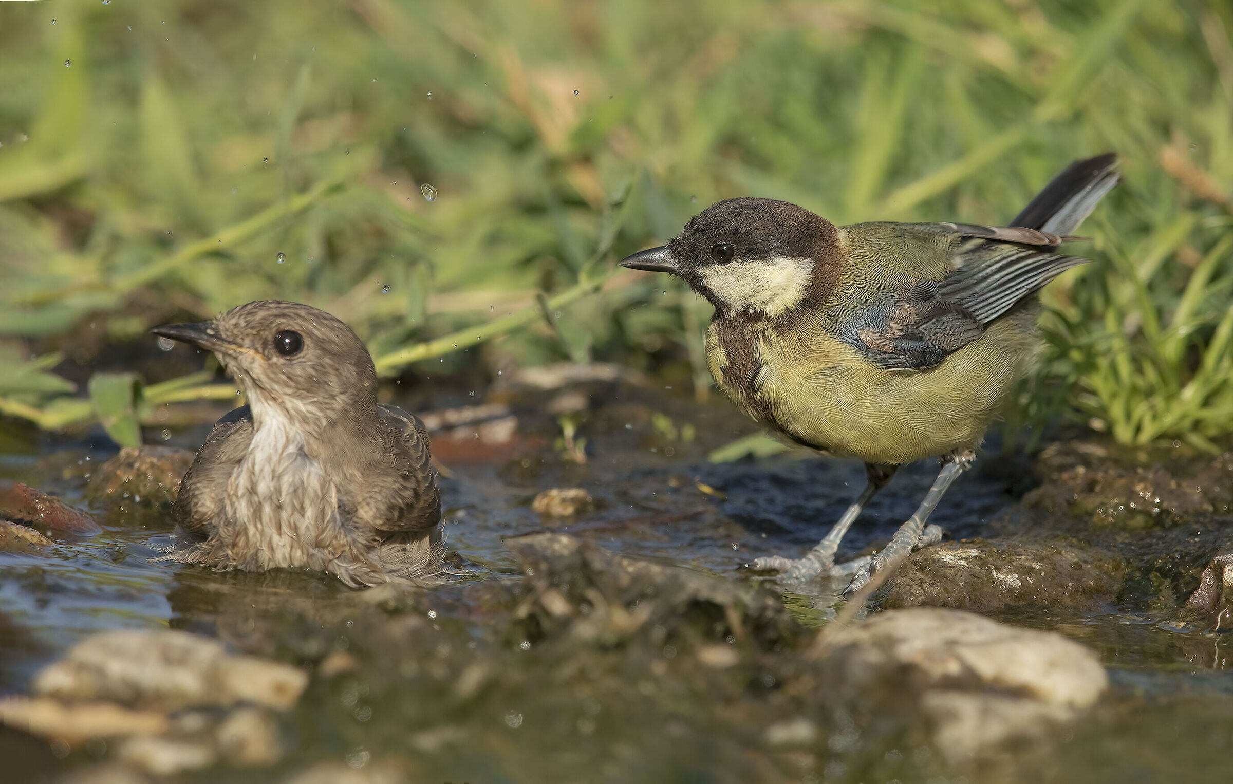 "aiò vattene che tocca a me!!"