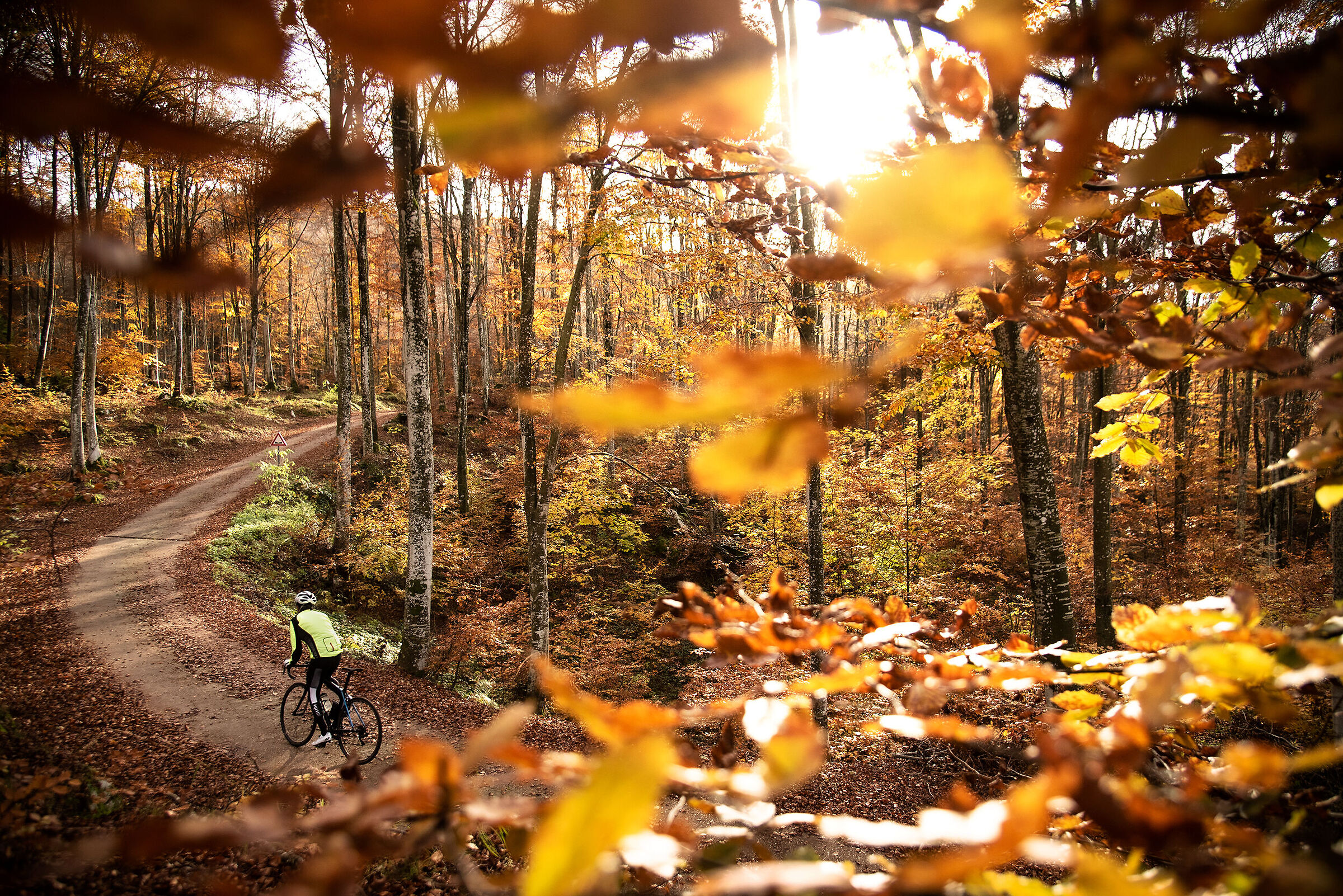 Bosco del Cansiglio, 2020