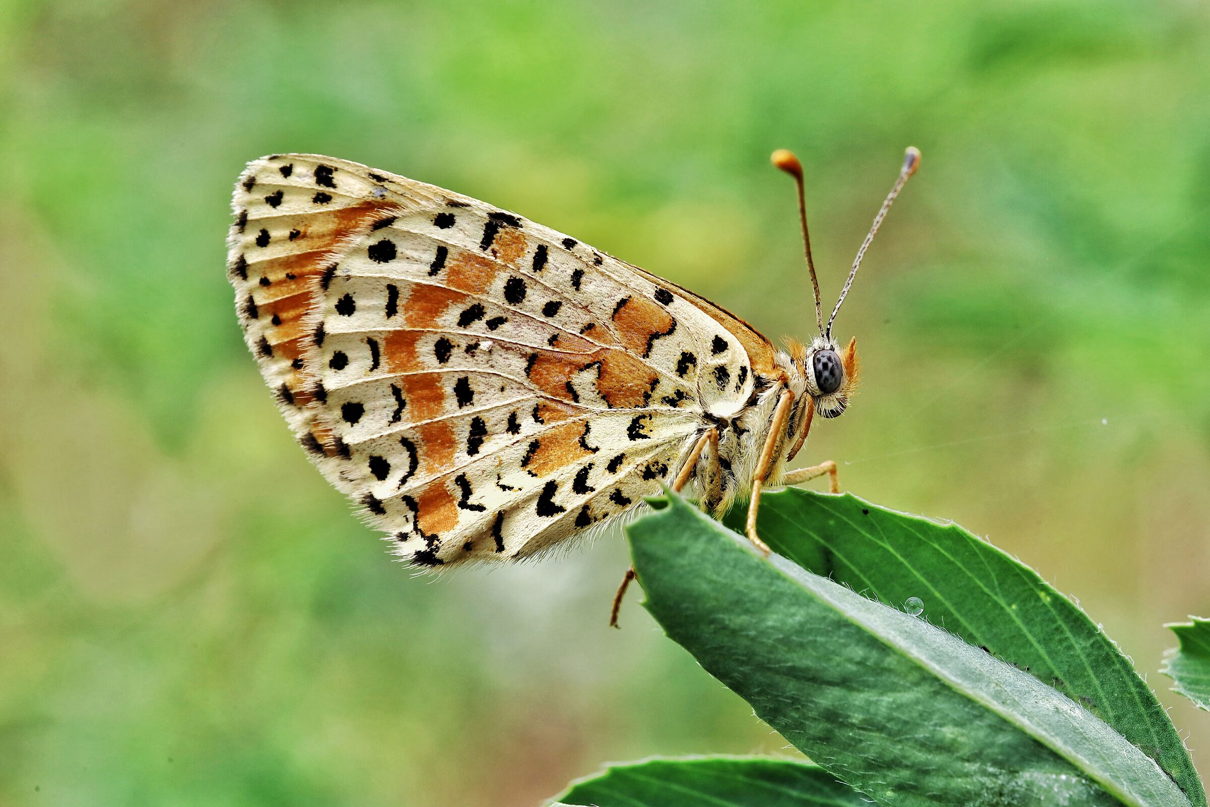 Melitaea didyma