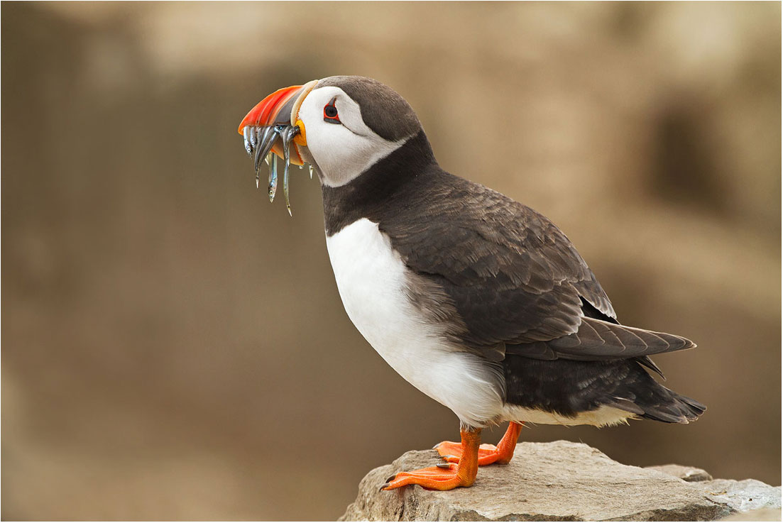 Puffin...a becco pieno!