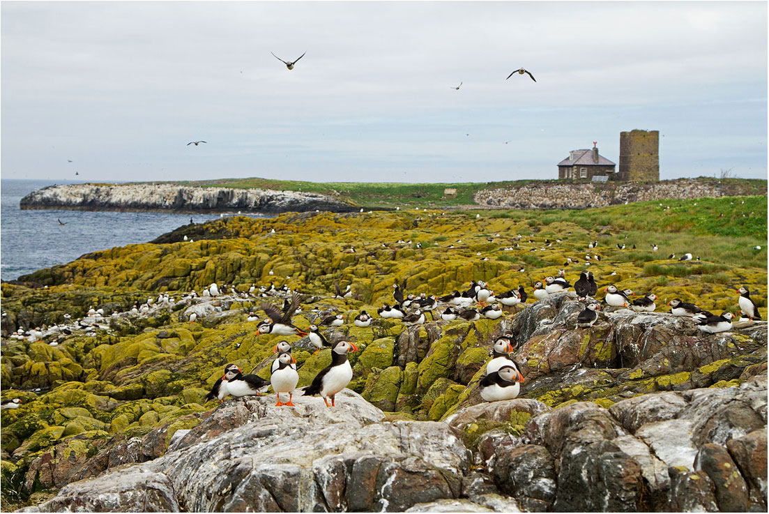 spettacolari Farne Islands