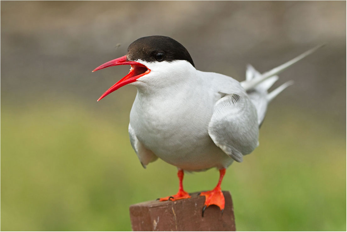 Farne Islands: Sterna codalunga / Arctic Tern
