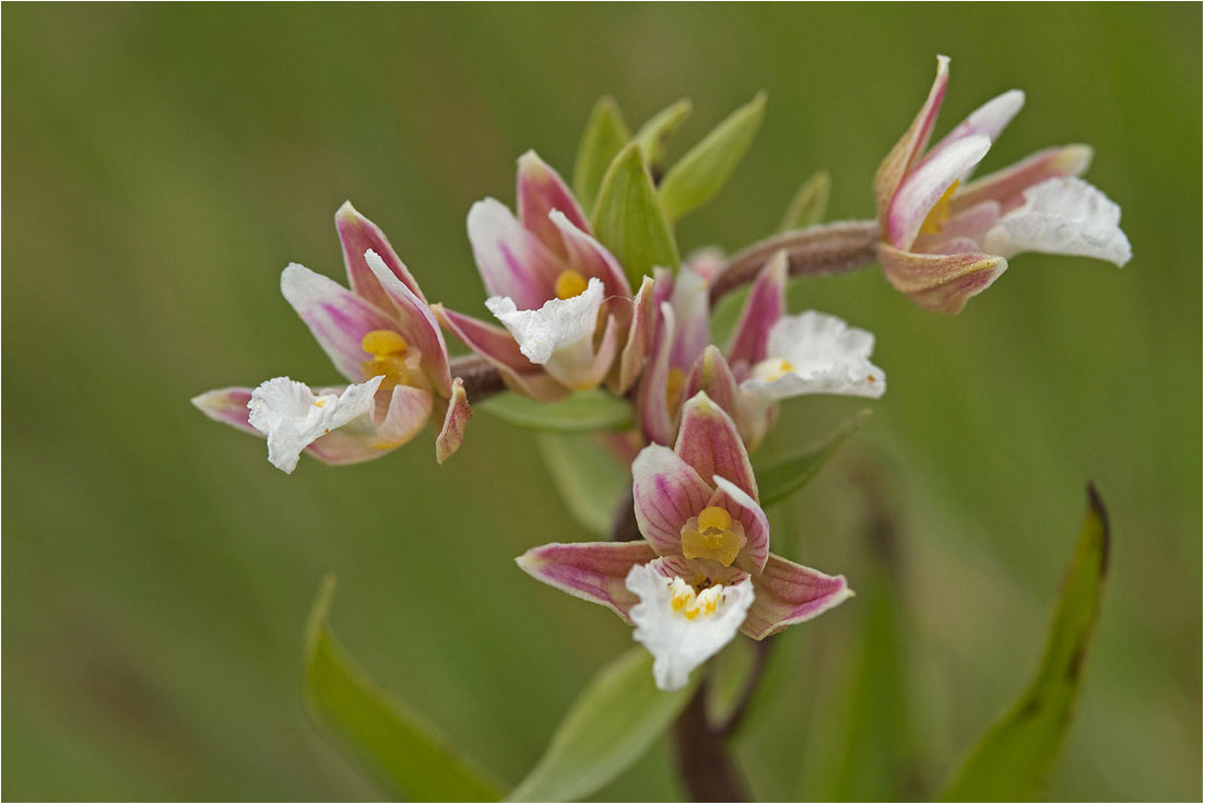 Holy Island: Epipactis palustris
