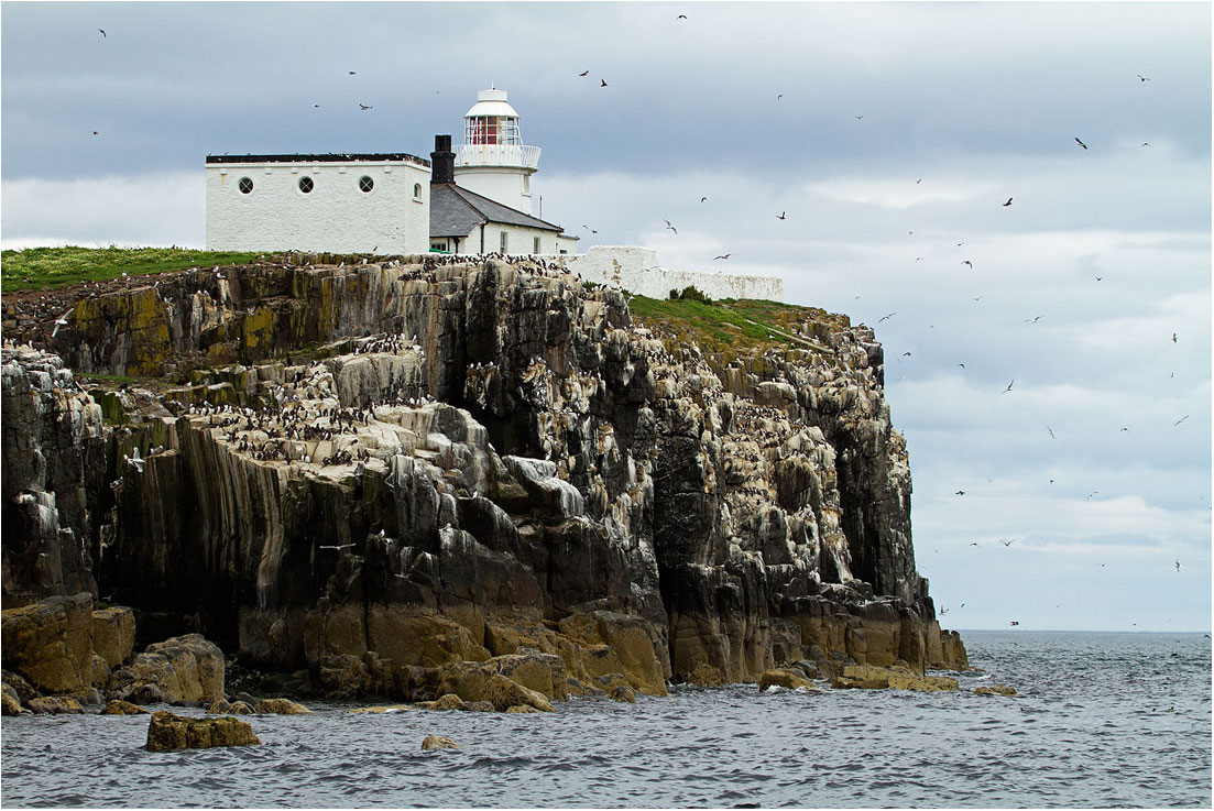 Farne Islands dalla barca