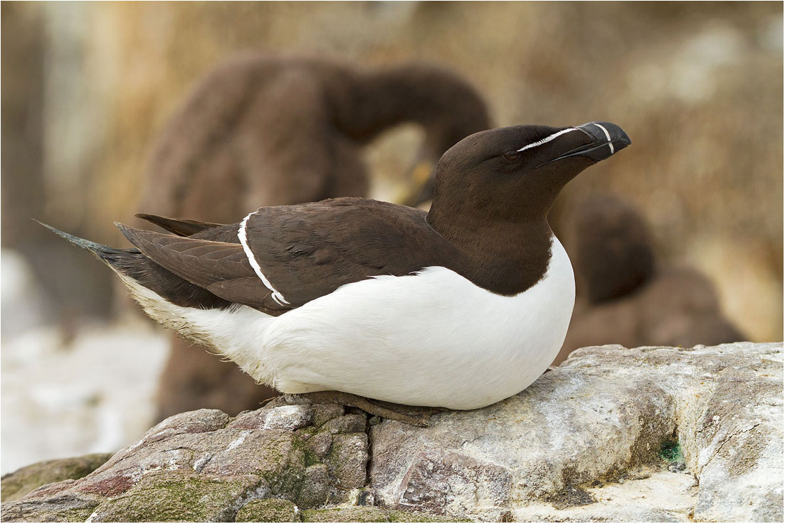 Farne Islands: Gazza marina / Razorbill