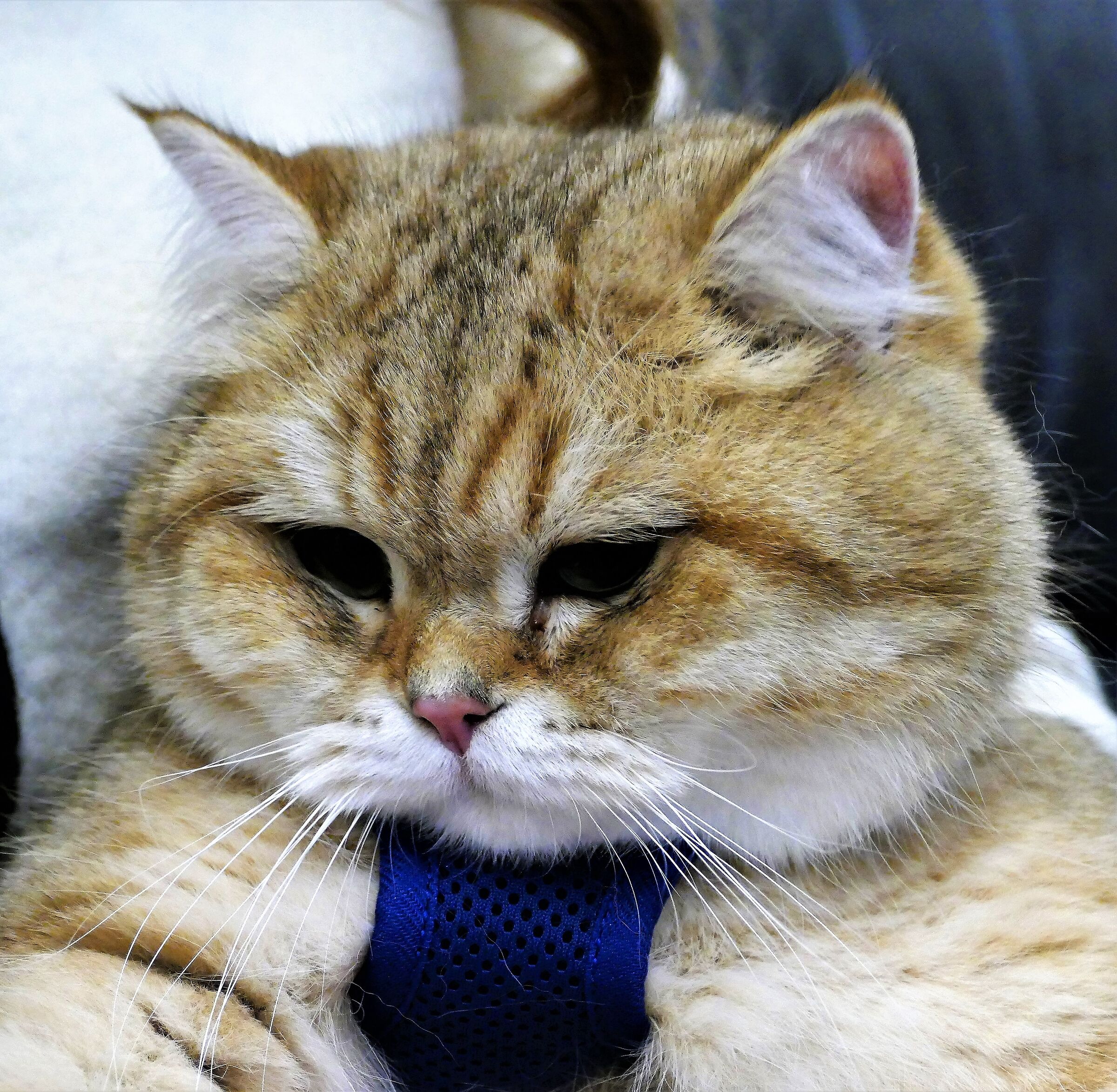 Leo