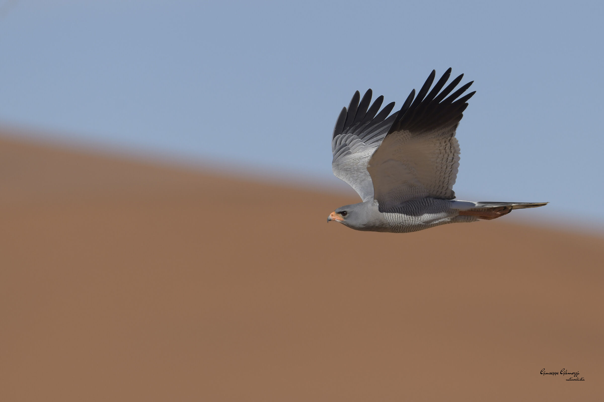 Light singer goshawk