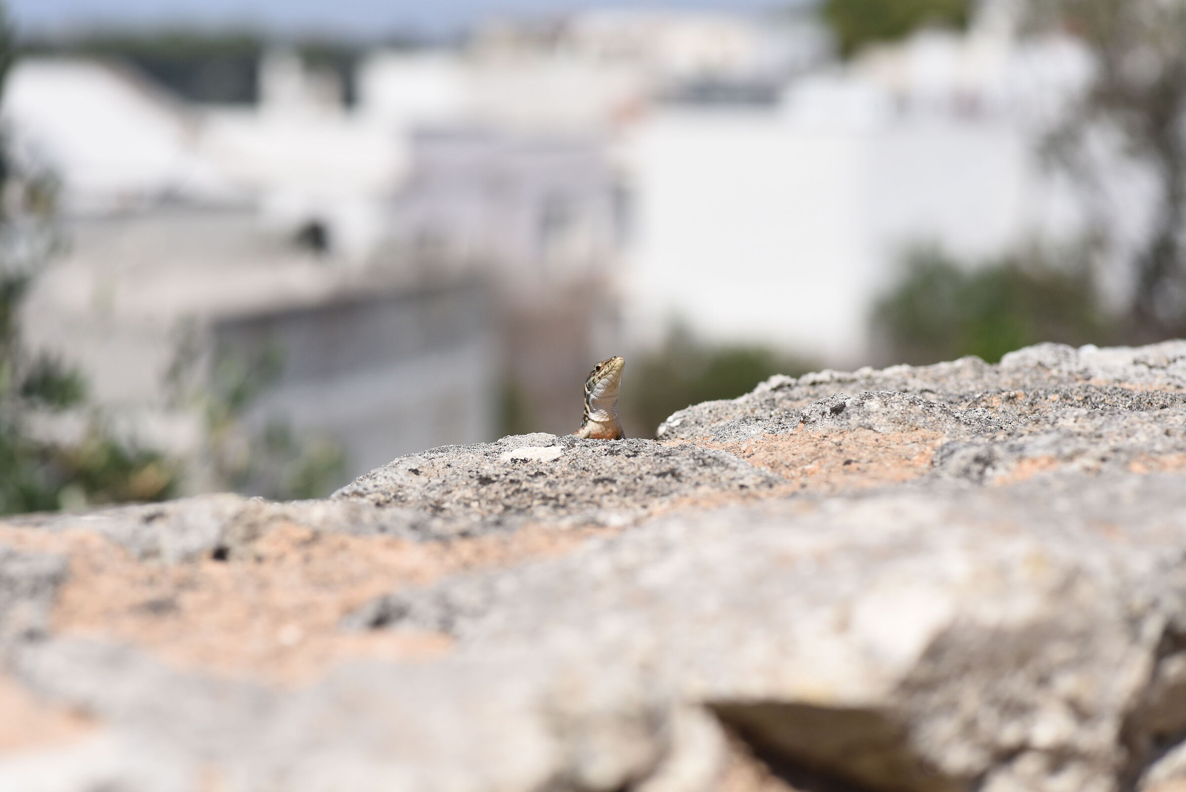 "1/ 4 Mila", tOKINA Atx-i 100 F. 2.8 Macro- NK. D 750