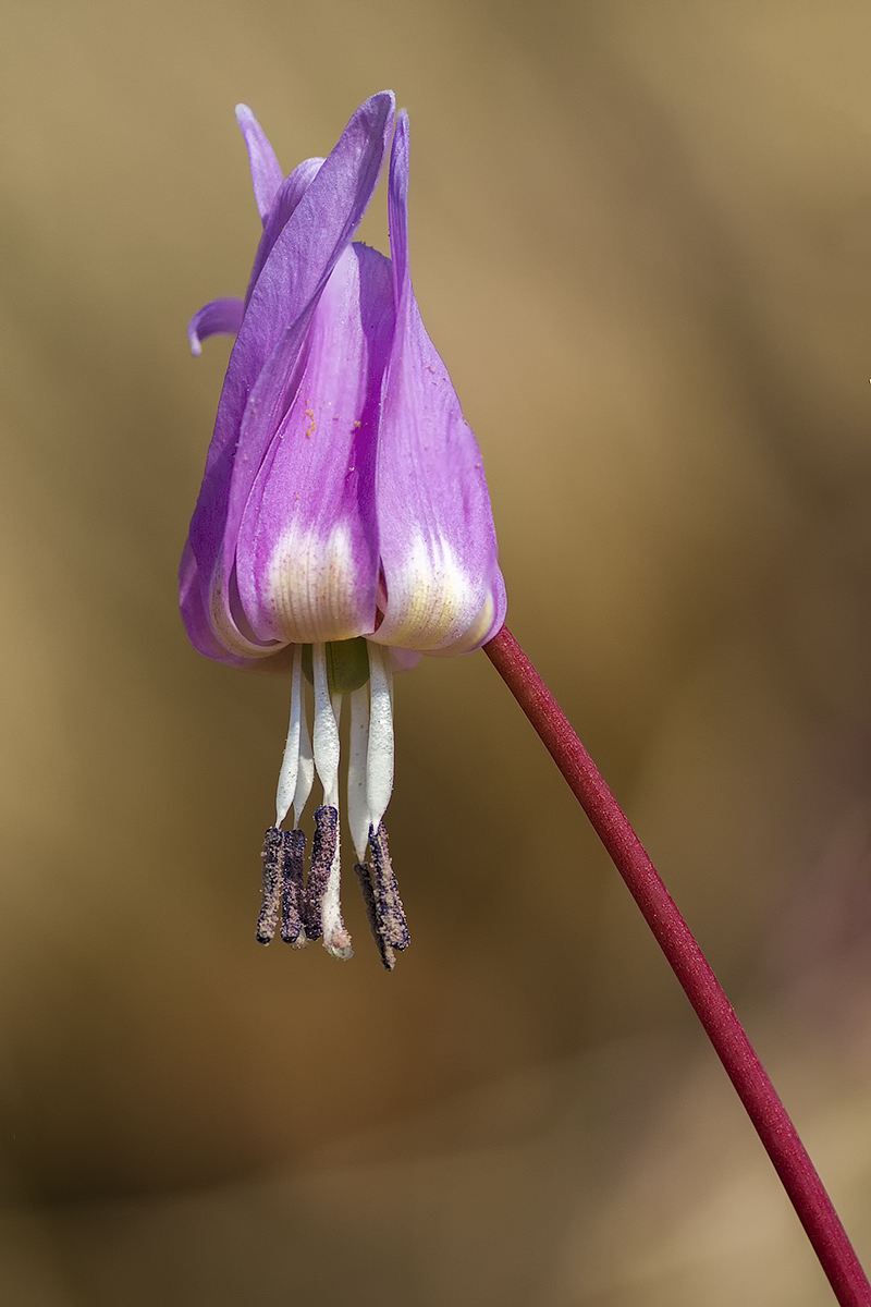 Erythronium dens-canis L