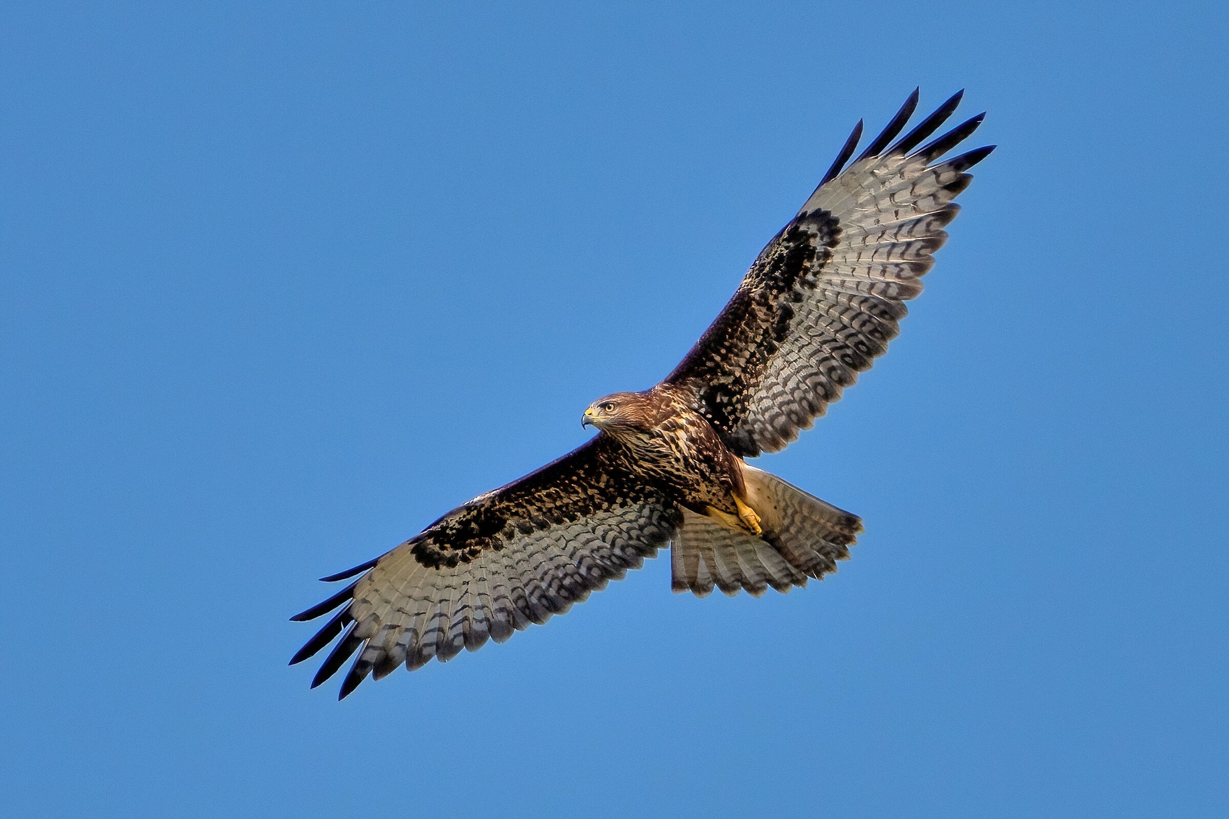 Buzzard (Buteo buteo)