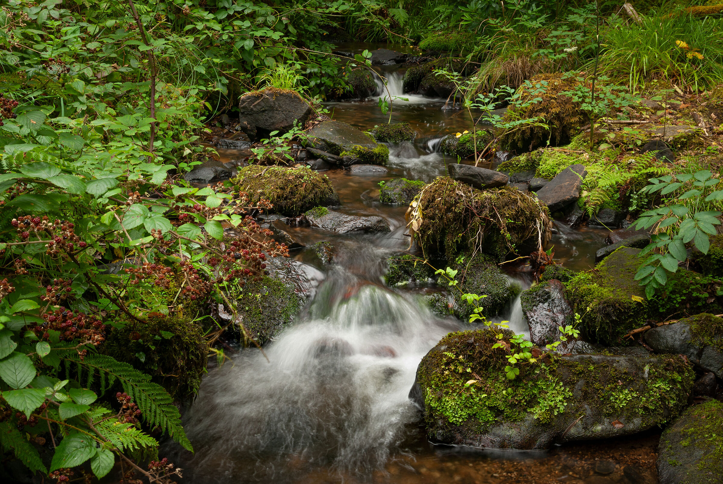 Forest stream