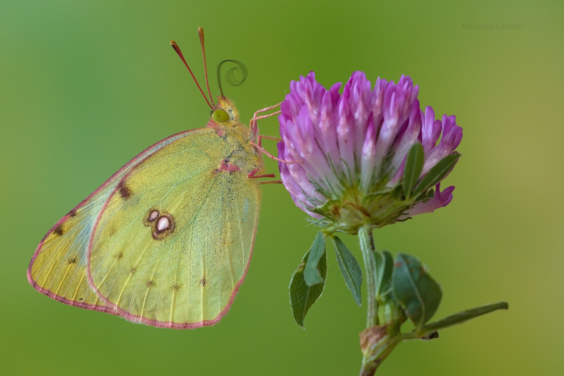 Colias hyale