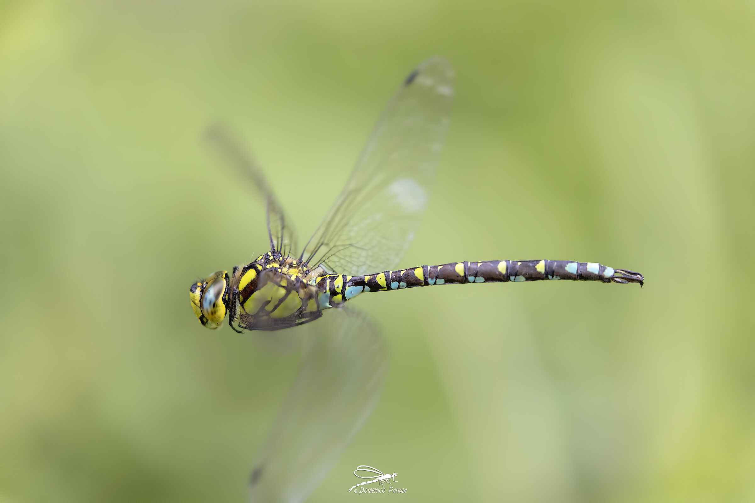 Aeshna cyanea male